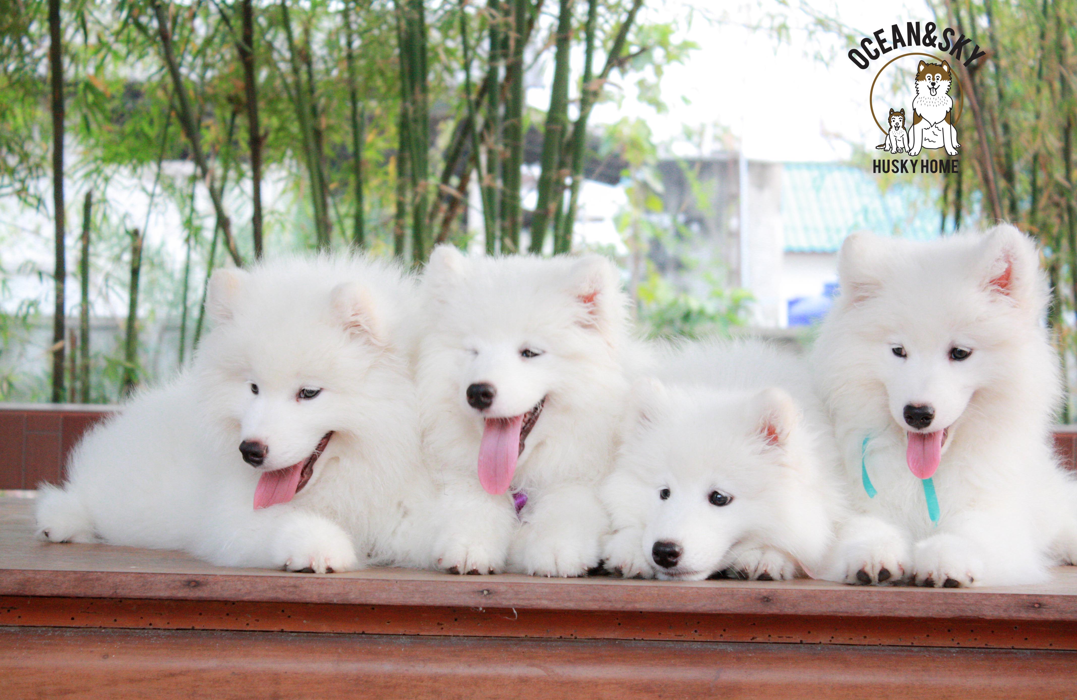 Samoyed , ซามอยด์ , ขายซามอยด์ , ขายSamoyed , ขายลูกสุนัขซามอยด์ ,ขายลูกสุนัขSamoyed