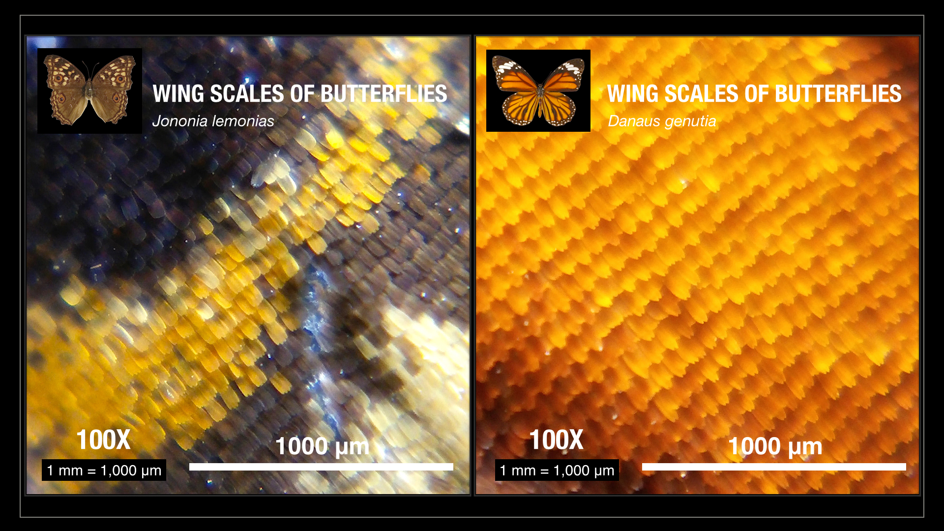 CUsmartlens Complete Set (เลนส์ขยาย เปลี่ยนมือถือเป็นกล้องจุลทรรศน์)