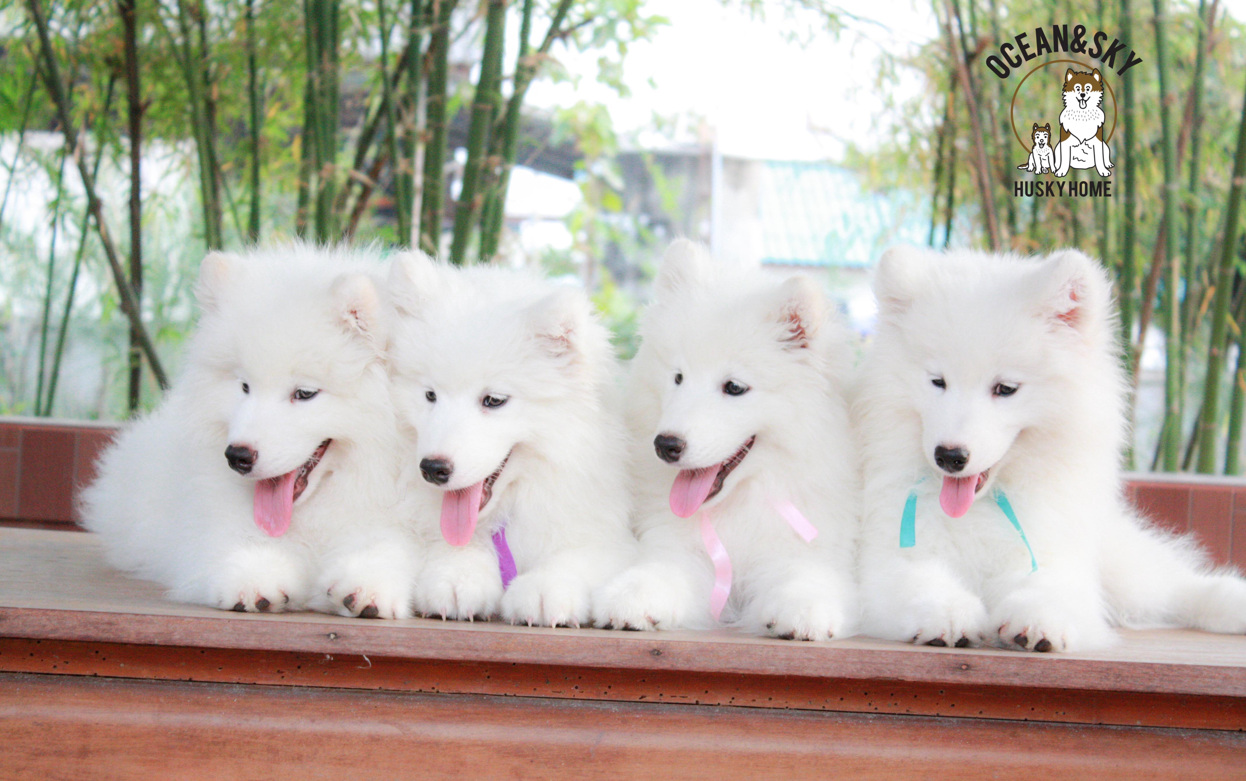 Samoyed , ซามอยด์ , ขายซามอยด์ , ขายSamoyed , ขายลูกสุนัขซามอยด์ ,ขายลูกสุนัขSamoyed