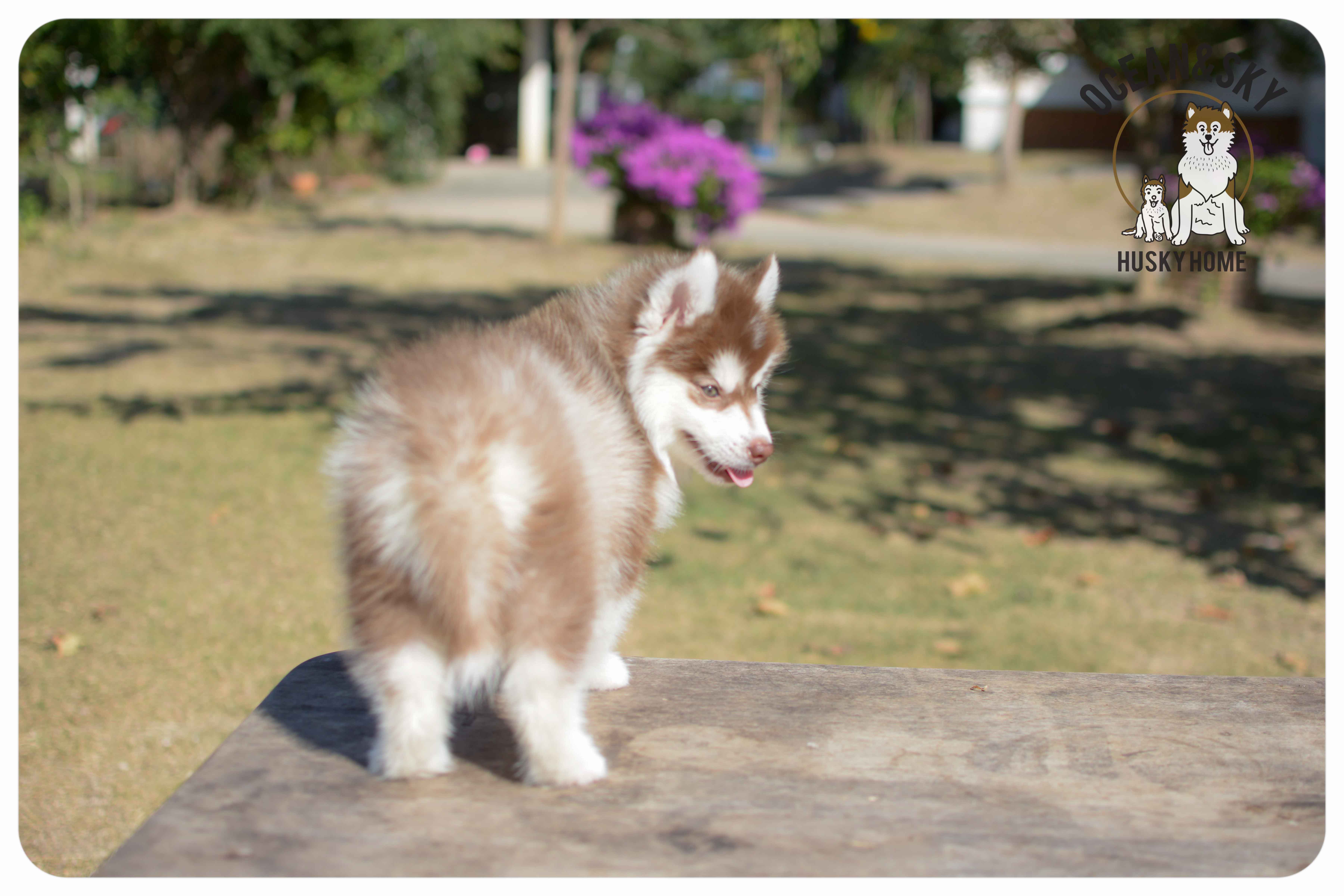 เปิดจองน้องๆไซบีเรียนขนฟู สีน่ารัก ผู้3ตัว เมีย3ตัว มันนี่ + แฮรี่