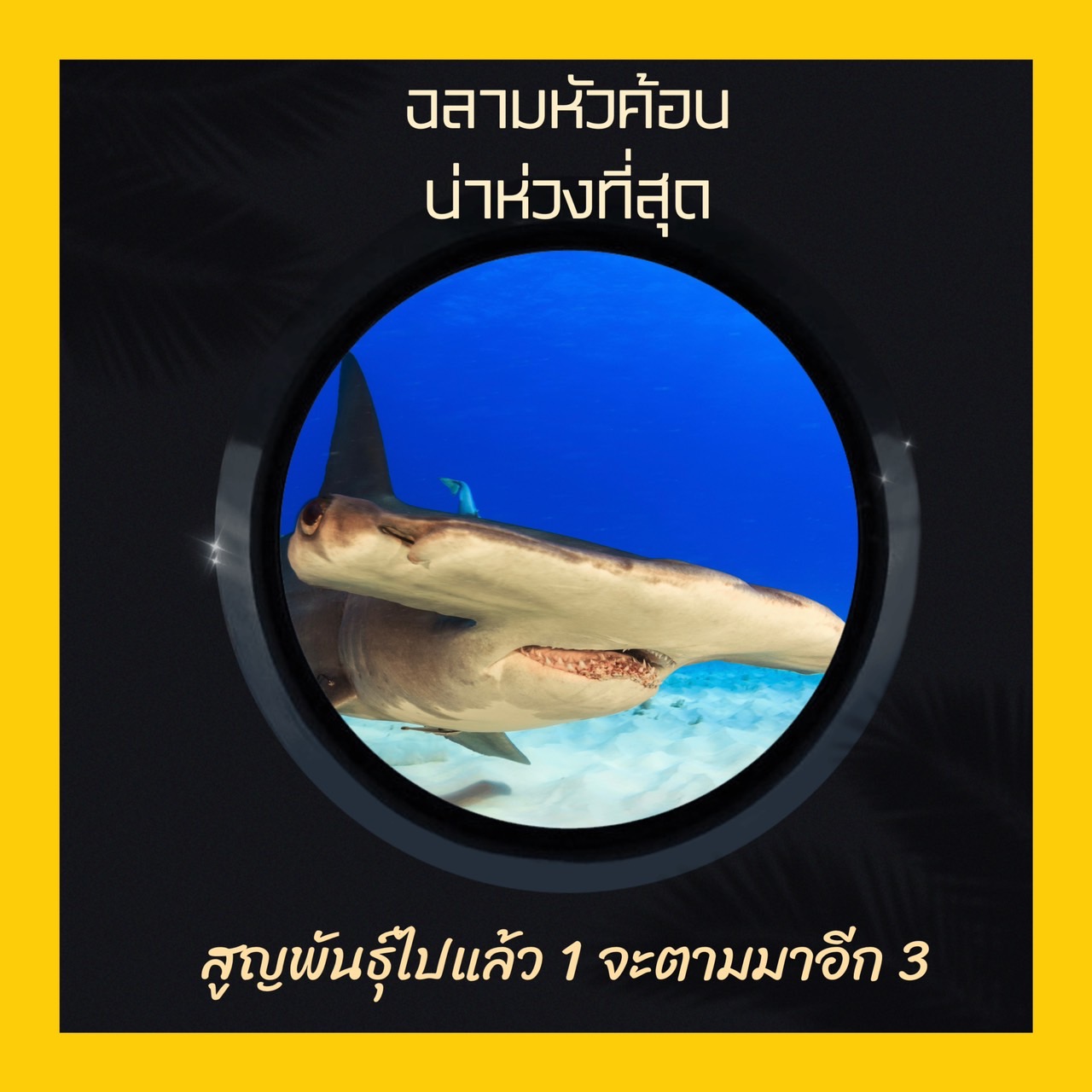 ชุดสัตว์ทะเลไทย