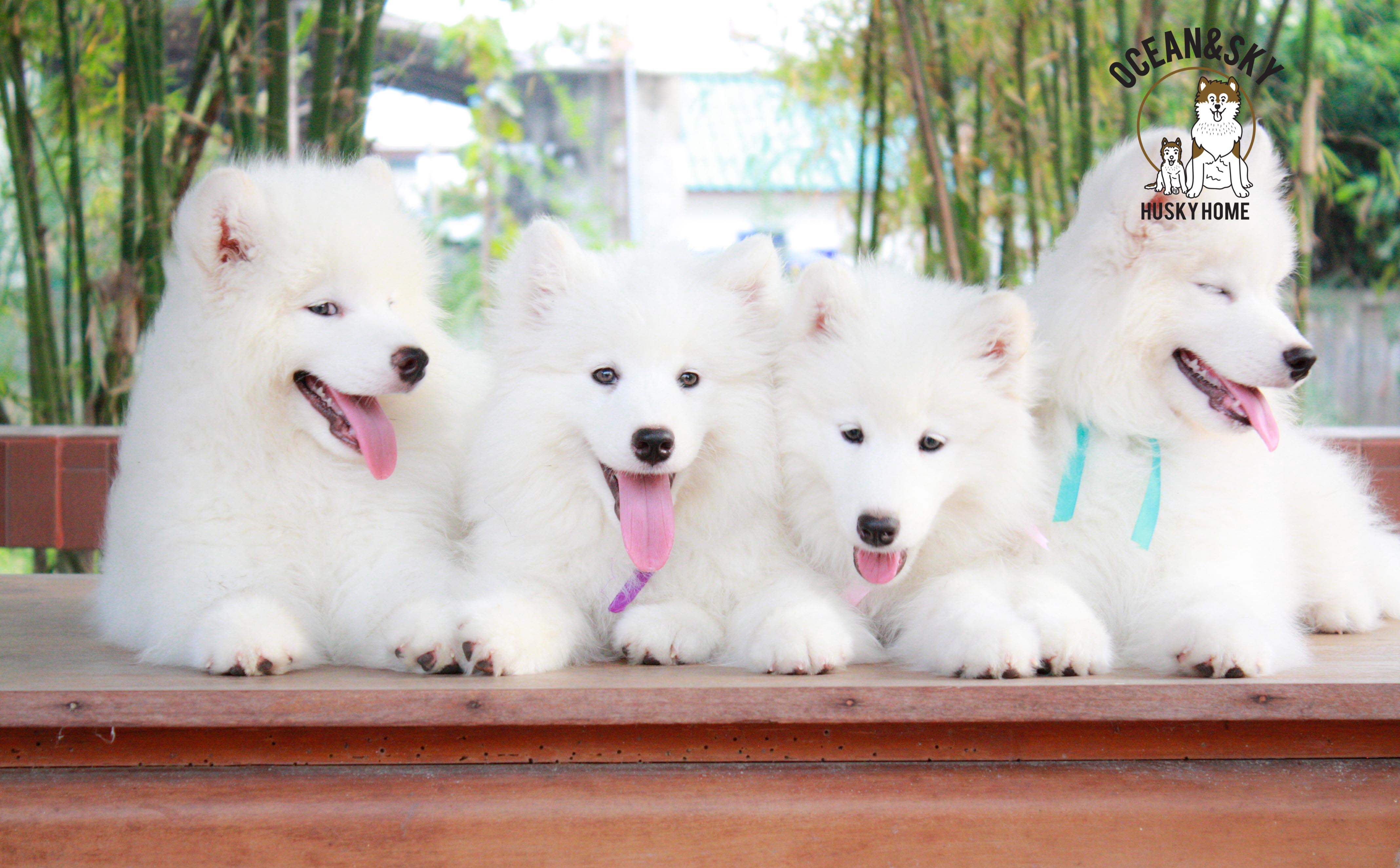 Samoyed , ซามอยด์ , ขายซามอยด์ , ขายSamoyed , ขายลูกสุนัขซามอยด์ ,ขายลูกสุนัขSamoyed