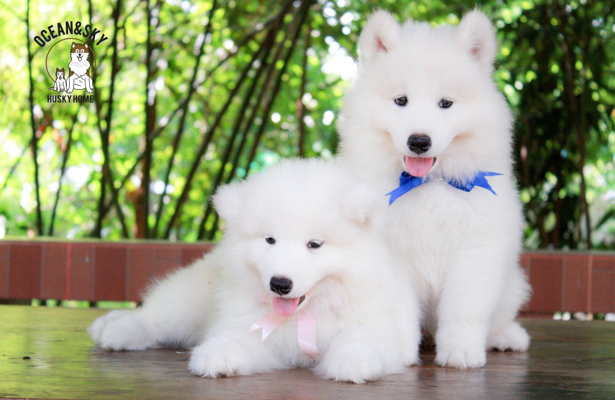 ซามอยด์ (Samoyed) ซามอยด์