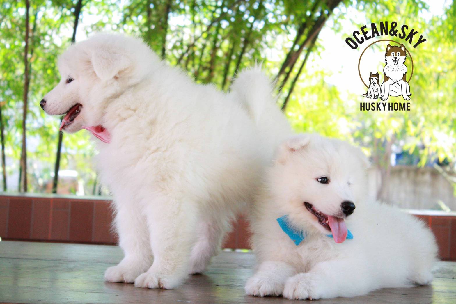 ซามอยด์ (Samoyed) ซามอยด์