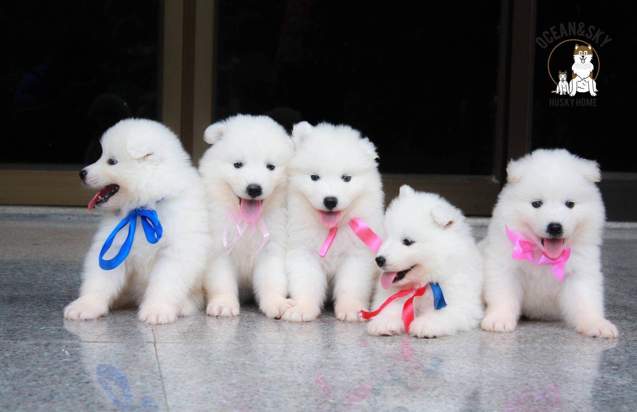 ซามอยด์ (Samoyed) ซามอยด์