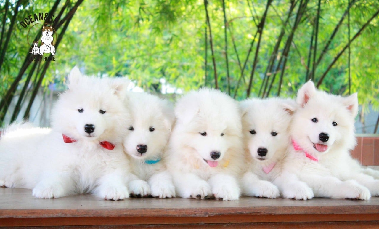 ซามอยด์ (Samoyed) ซามอยด์
