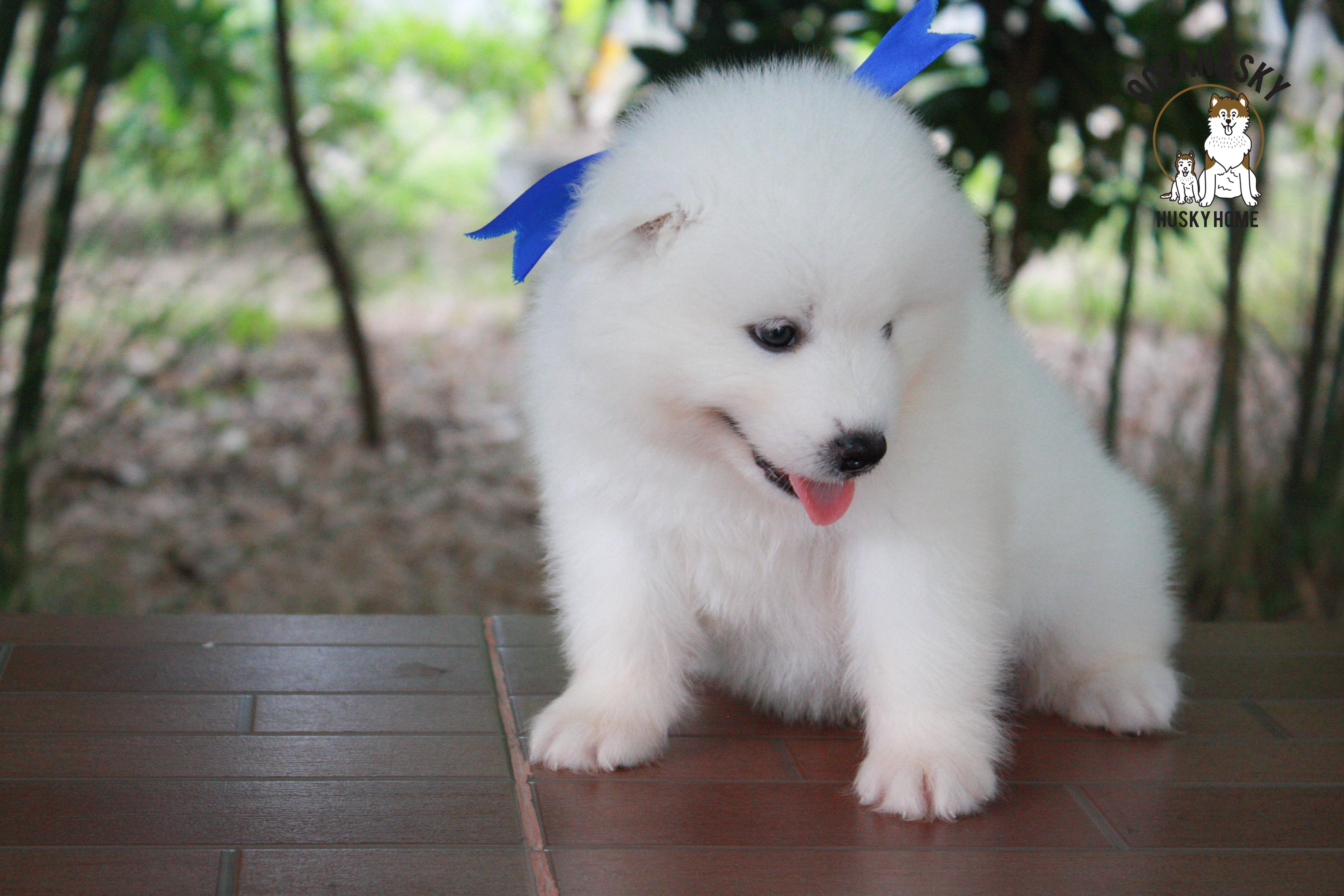 ซามอยด์ , samoyed , male