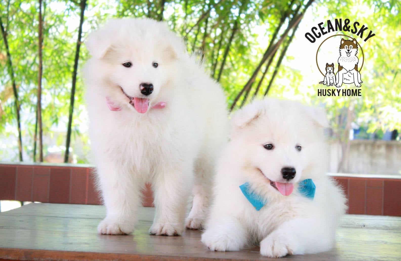 ซามอยด์ (Samoyed) ซามอยด์