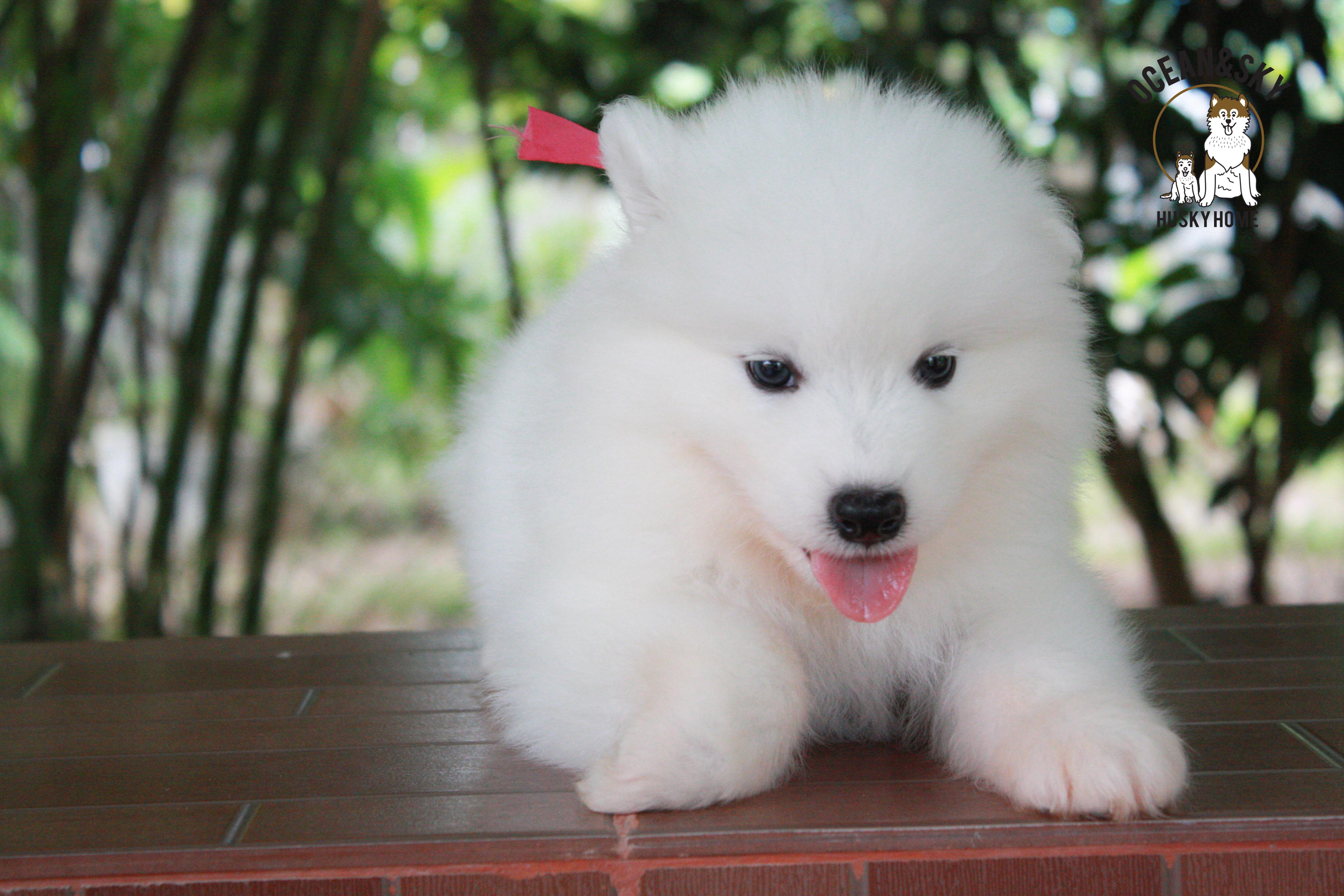 ซามอยด์ , samoyed , female