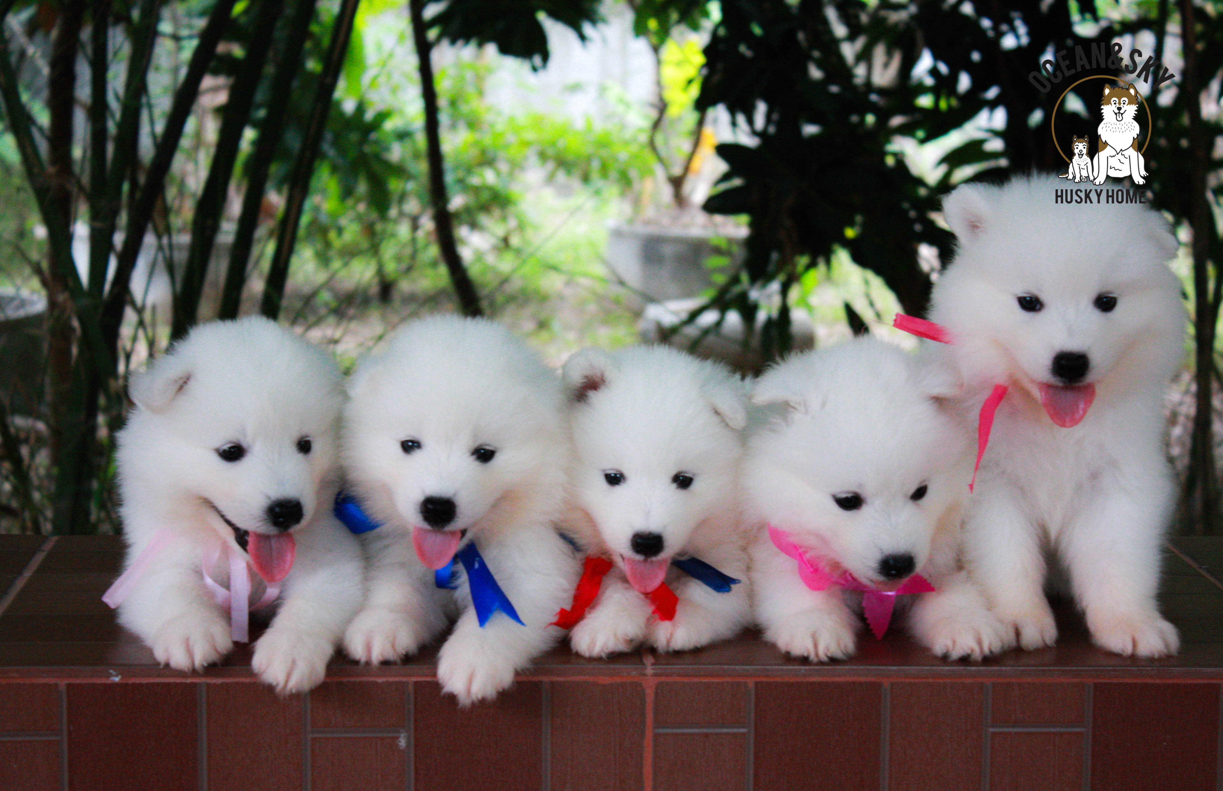 น้อง ซามอยด์ (Samoyed) อายุ 45 วันเปิดจองแล้วคาฟฟฟฟฟ 23/12/2561