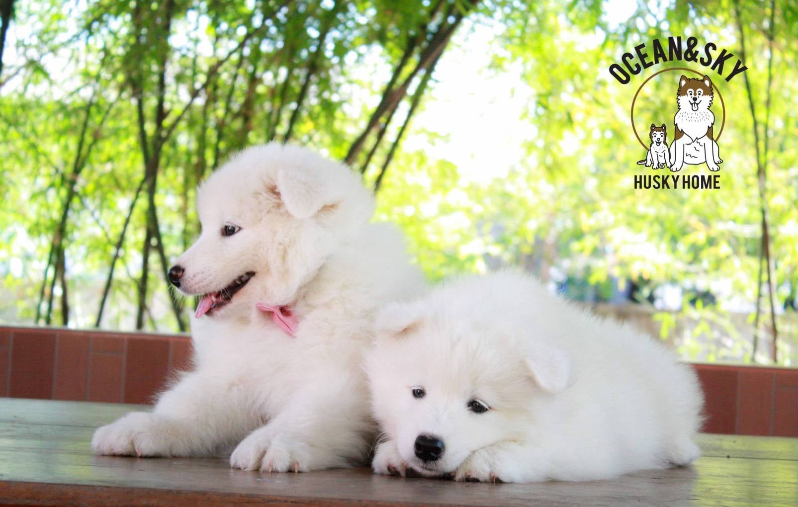 ซามอยด์ (Samoyed) ซามอยด์