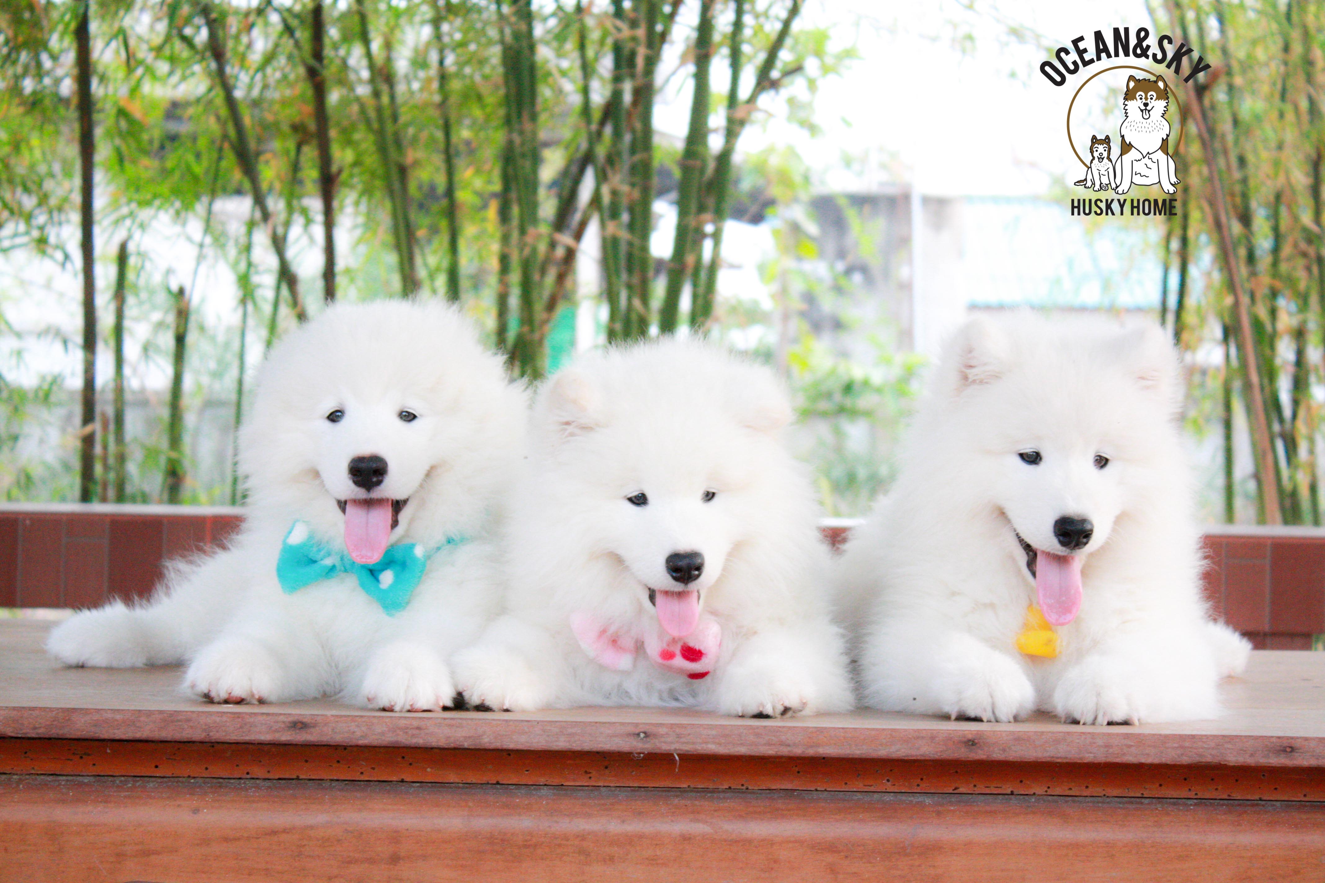 Samoyed , ซามอยด์ , ขายซามอยด์ , ขายSamoyed , ขายลูกสุนัขซามอยด์ ,ขายลูกสุนัขSamoyed