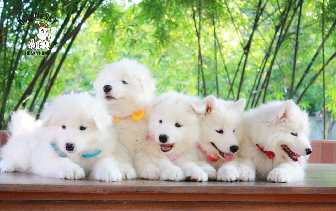 ซามอยด์ (Samoyed) ซามอยด์