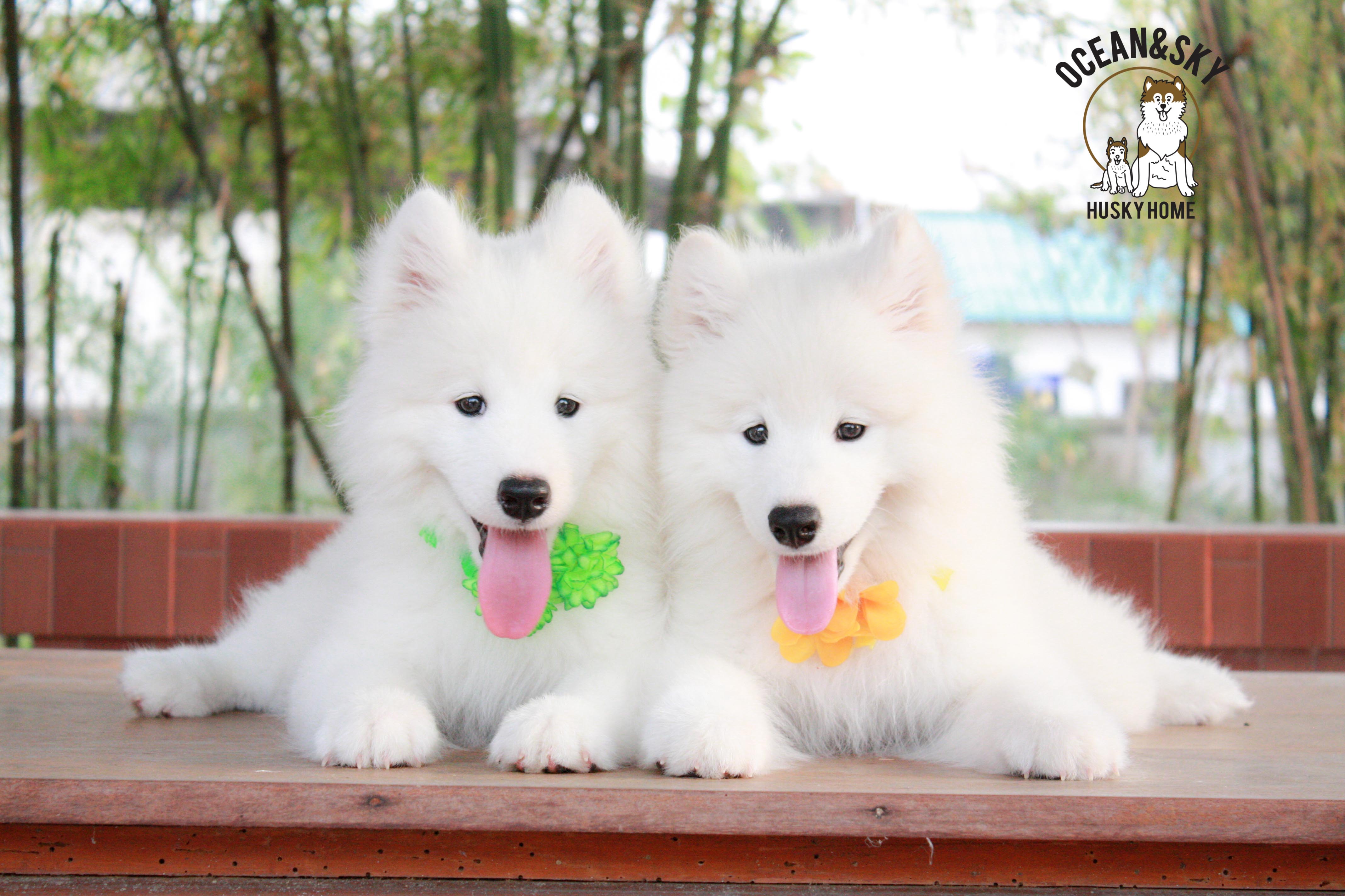 Samoyed , ซามอยด์ , ขายซามอยด์ , ขายSamoyed , ขายลูกสุนัขซามอยด์ ,ขายลูกสุนัขSamoyed