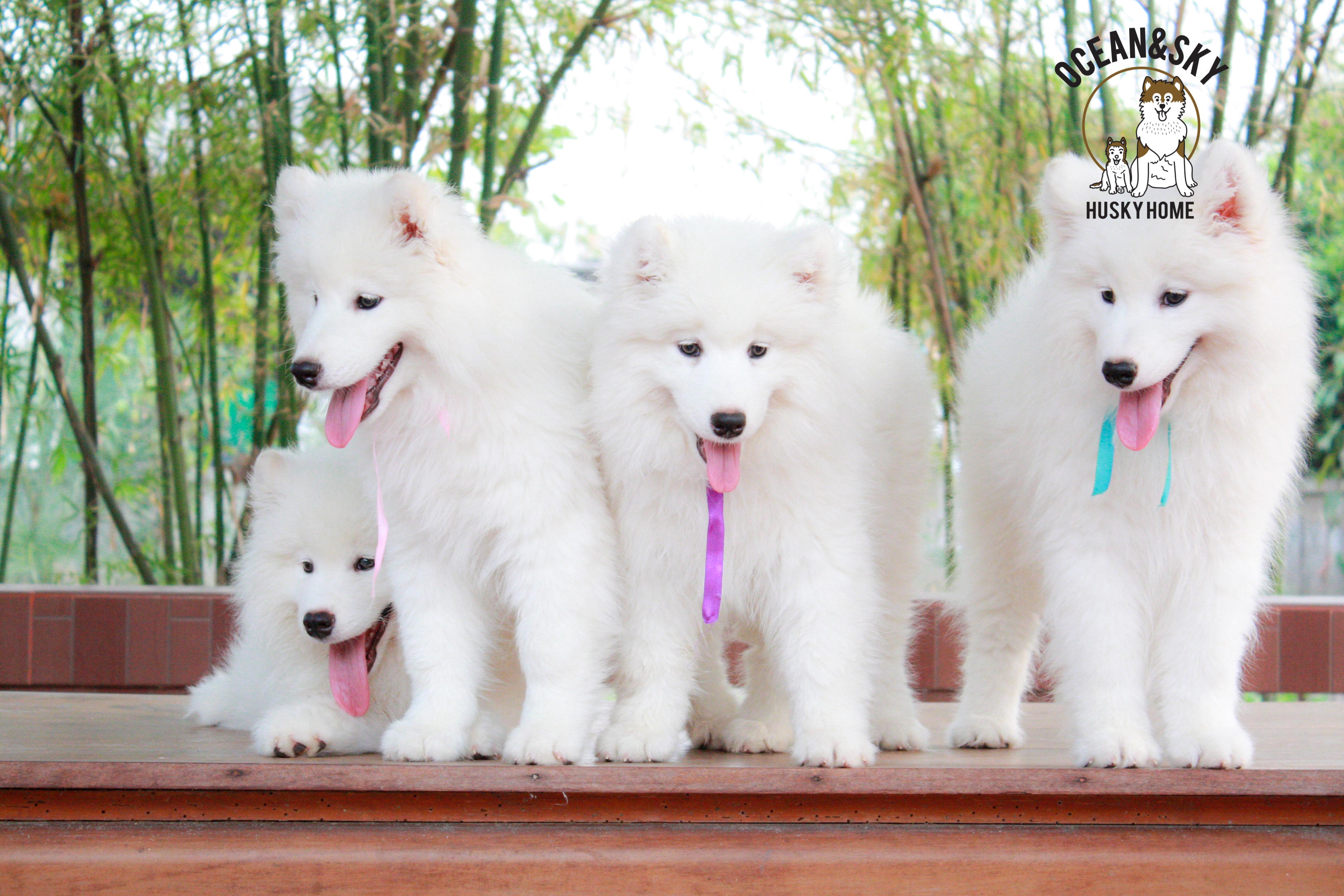 Samoyed , ซามอยด์ , ขายซามอยด์ , ขายSamoyed , ขายลูกสุนัขซามอยด์ ,ขายลูกสุนัขSamoyed