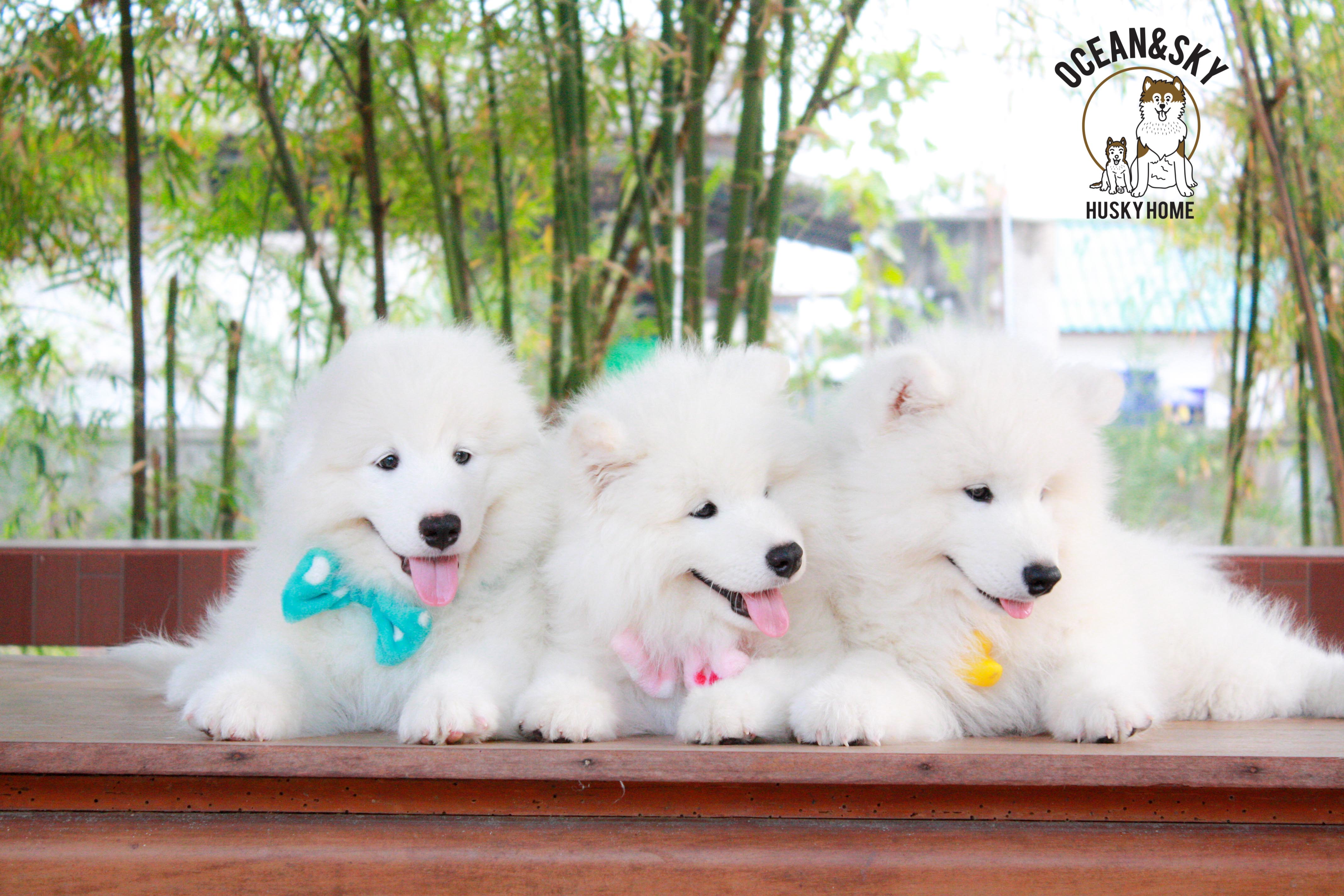 Samoyed , ซามอยด์ , ขายซามอยด์ , ขายSamoyed , ขายลูกสุนัขซามอยด์ ,ขายลูกสุนัขSamoyed