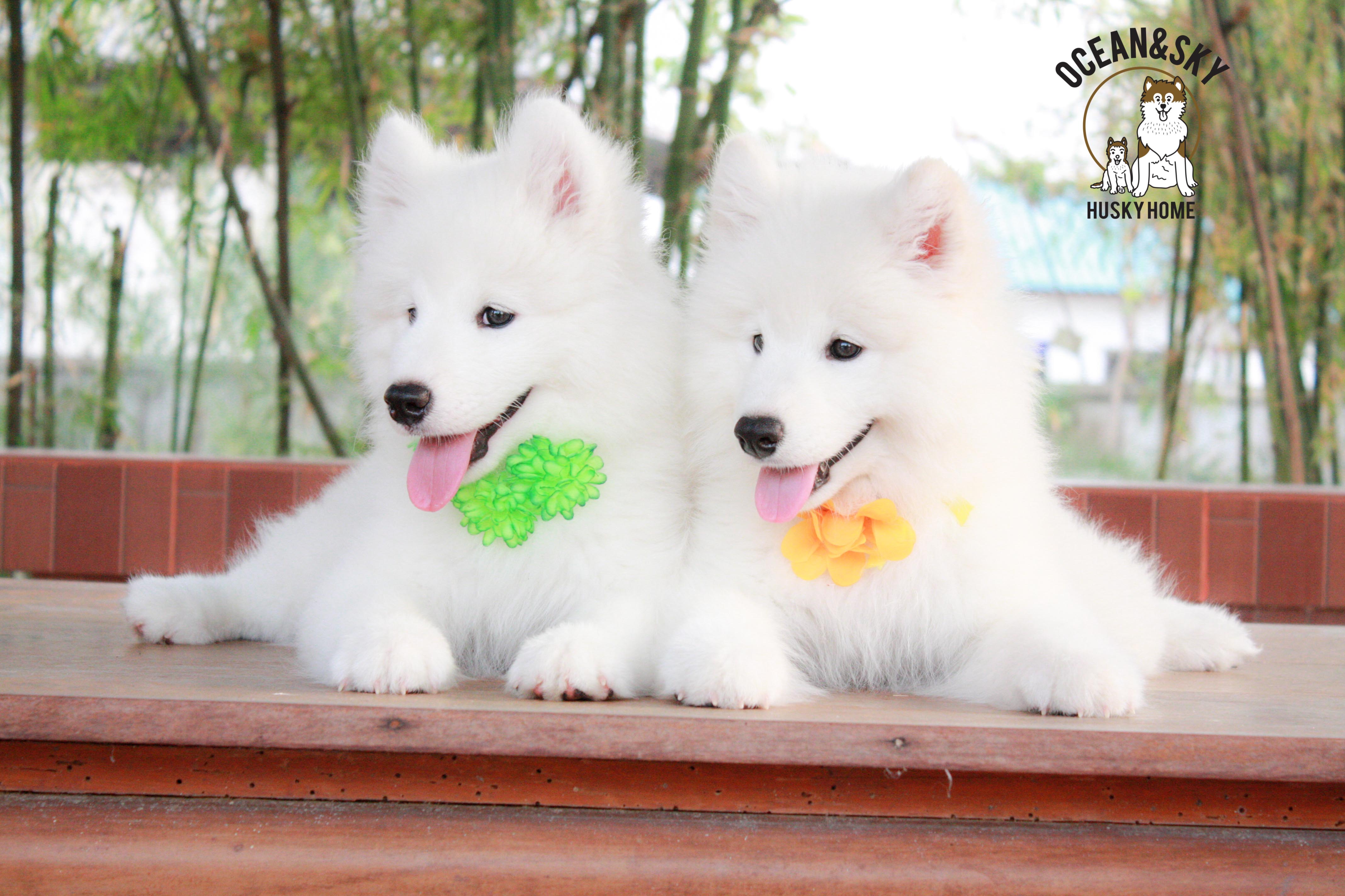 Samoyed , ซามอยด์ , ขายซามอยด์ , ขายSamoyed , ขายลูกสุนัขซามอยด์ ,ขายลูกสุนัขSamoyed