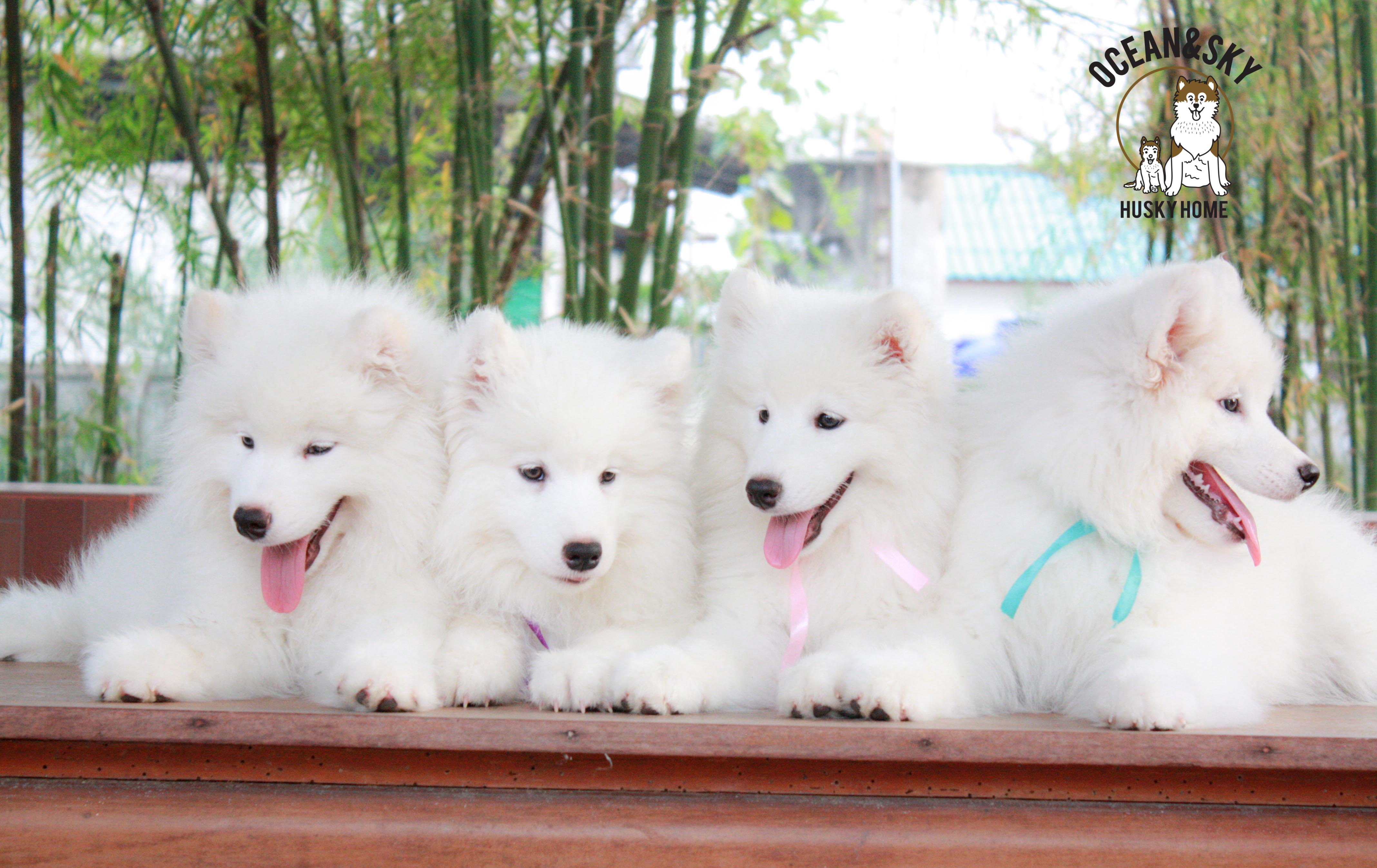 Samoyed , ซามอยด์ , ขายซามอยด์ , ขายSamoyed , ขายลูกสุนัขซามอยด์ ,ขายลูกสุนัขSamoyed