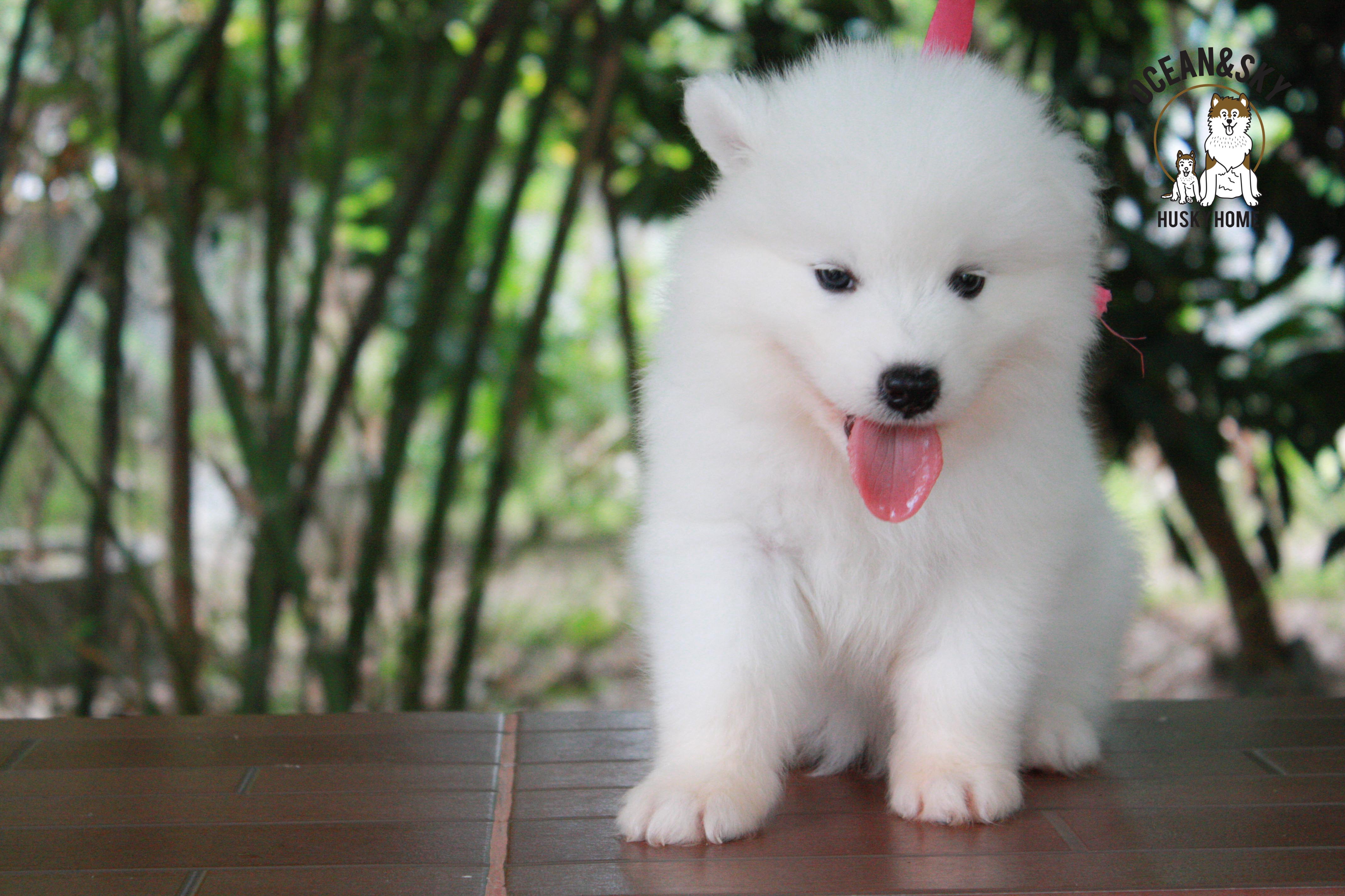 ซามอยด์ , samoyed , female