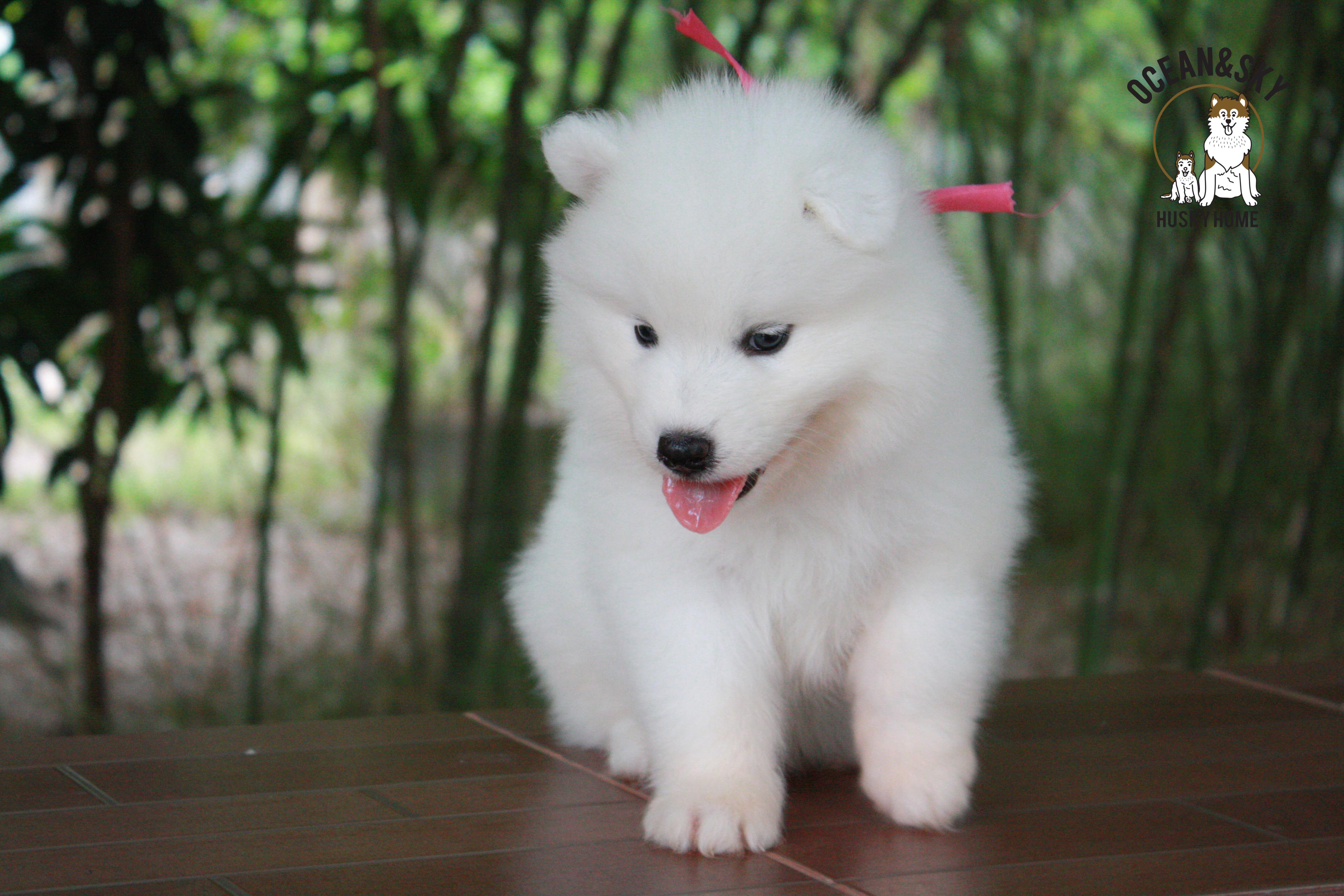ซามอยด์ , samoyed , female