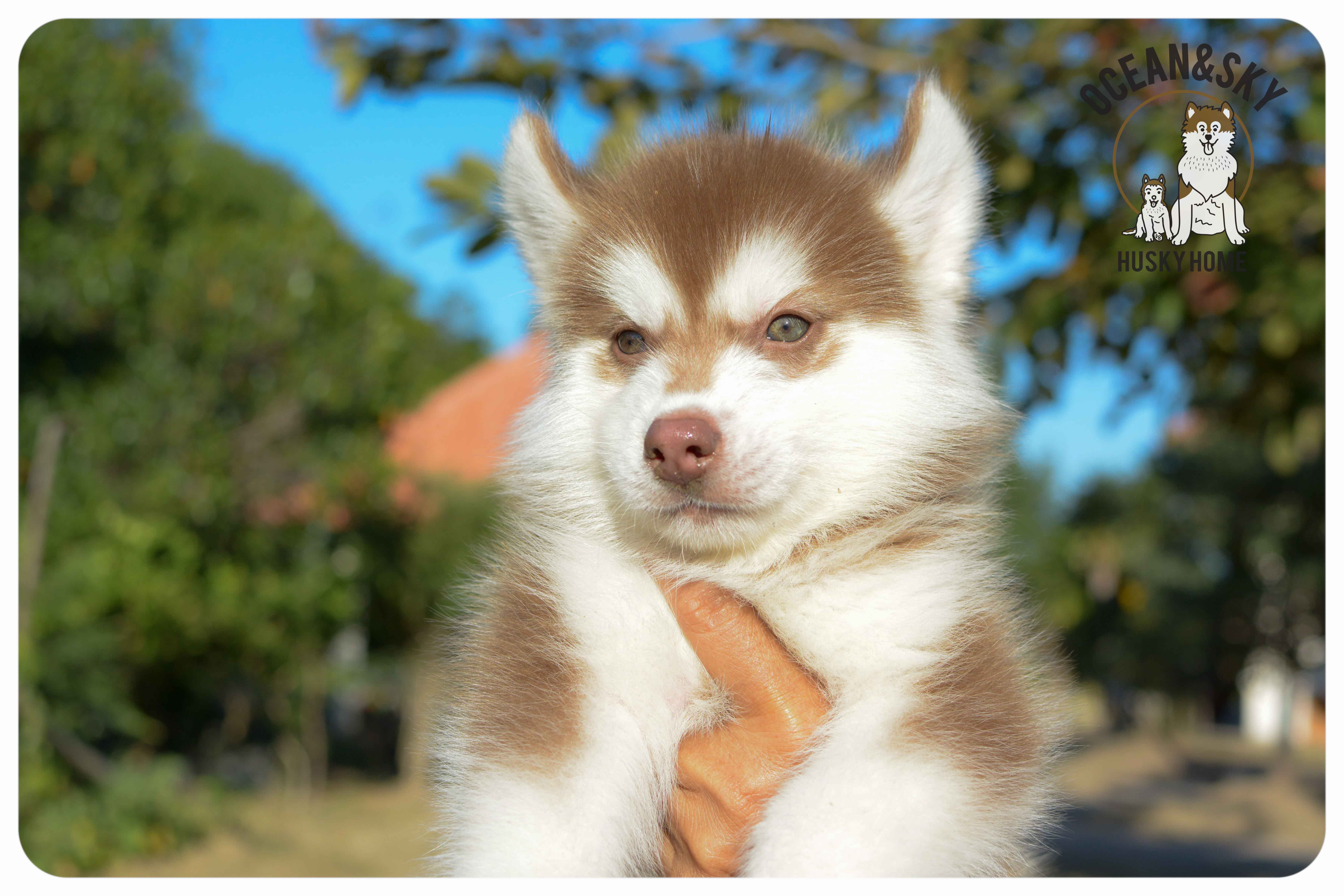 เปิดจองน้องๆไซบีเรียนขนฟู สีน่ารัก ผู้3ตัว เมีย3ตัว มันนี่ + แฮรี่