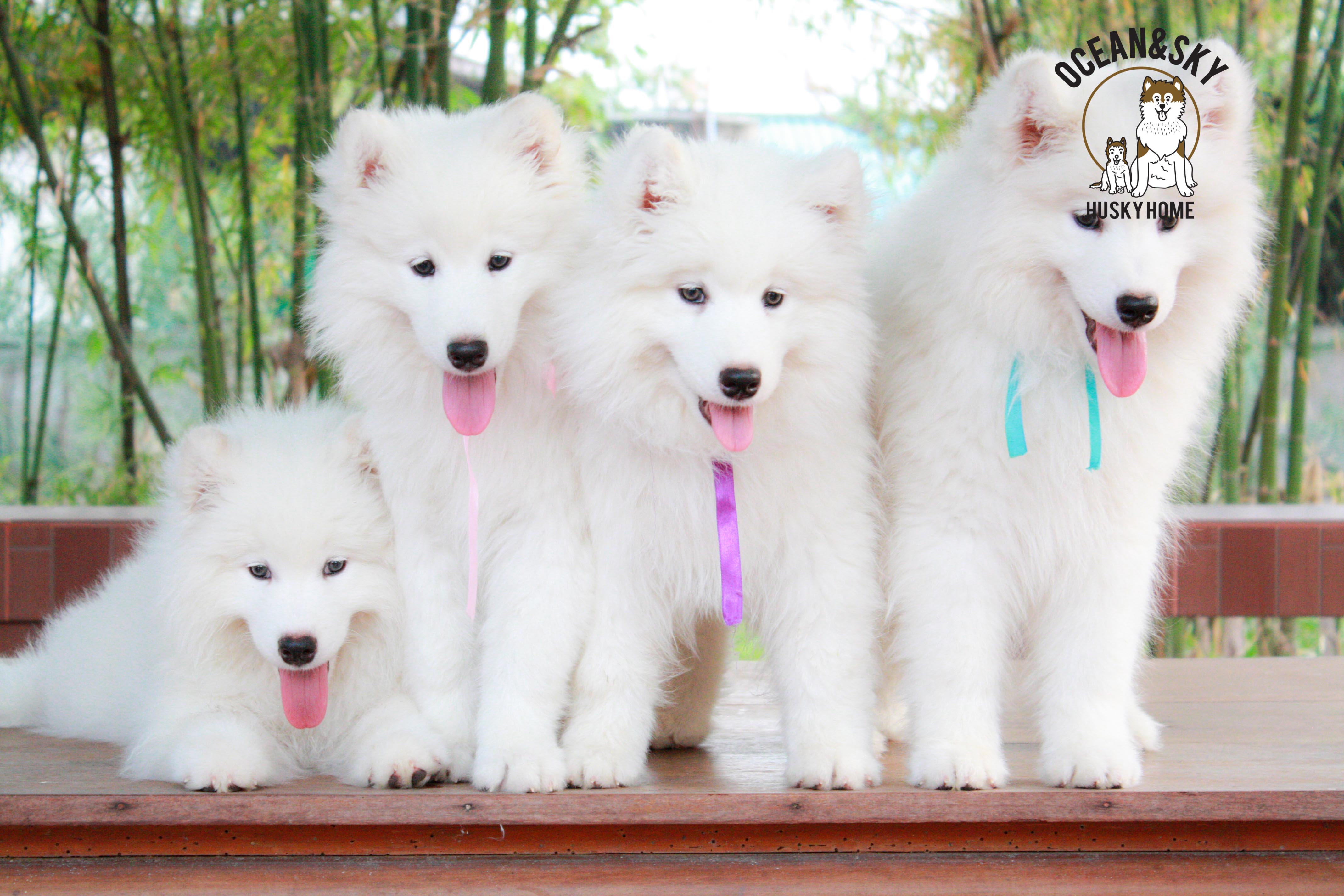 Samoyed , ซามอยด์ , ขายซามอยด์ , ขายSamoyed , ขายลูกสุนัขซามอยด์ ,ขายลูกสุนัขSamoyed