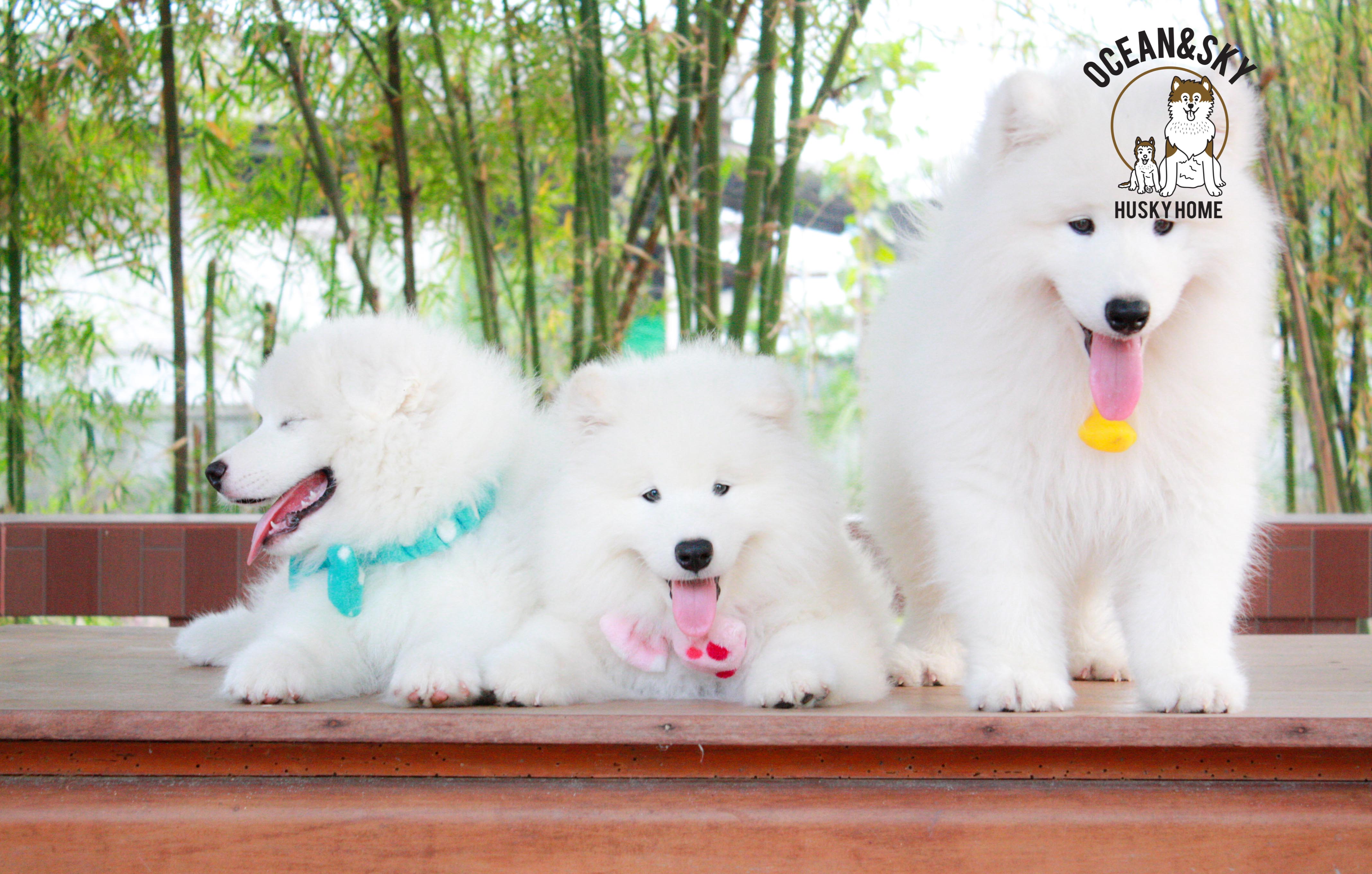 Samoyed , ซามอยด์ , ขายซามอยด์ , ขายSamoyed , ขายลูกสุนัขซามอยด์ ,ขายลูกสุนัขSamoyed