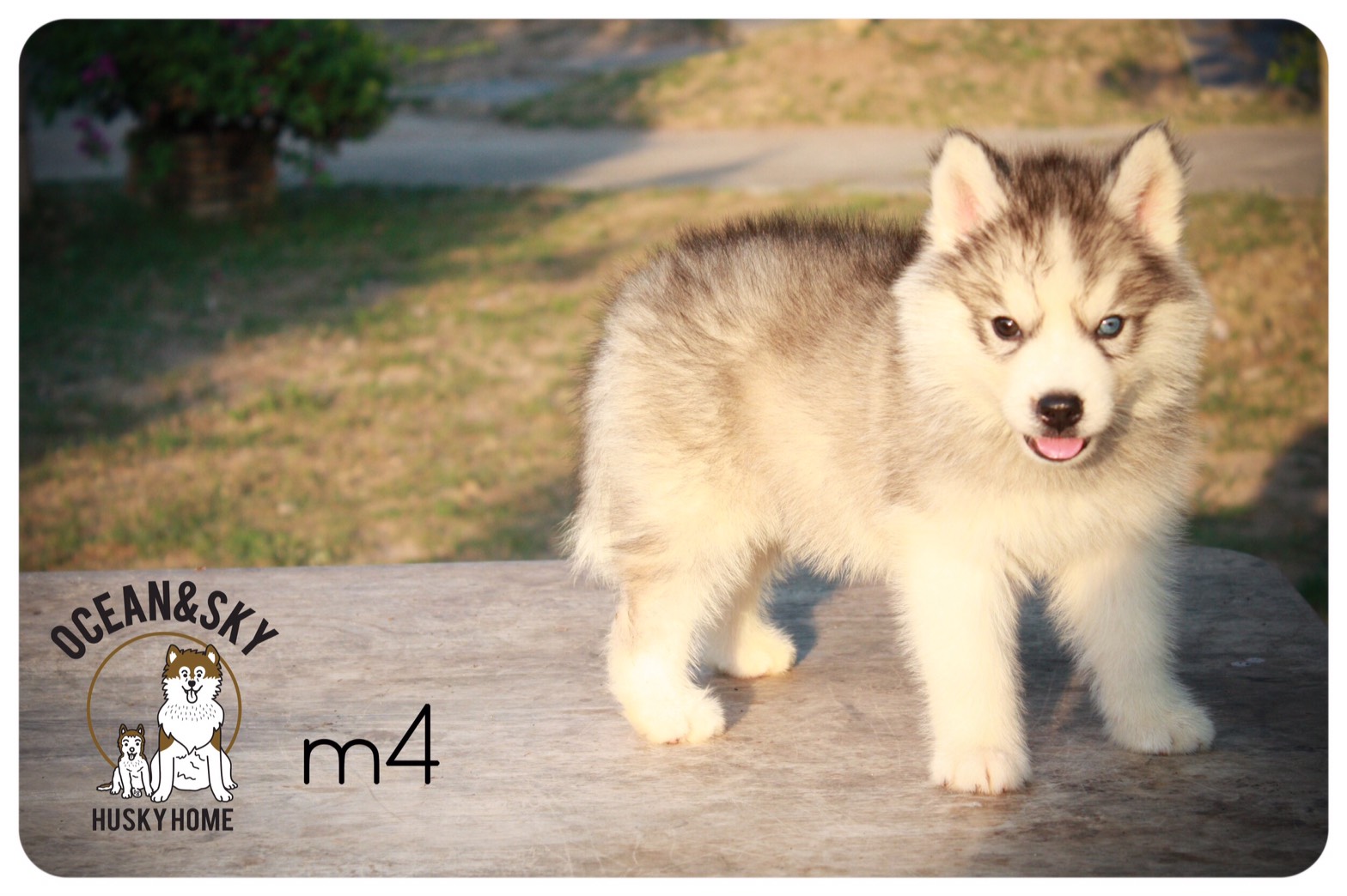 ลูกสุนัข ไซบีเรียน โอเชี่ยน + เนปจูน