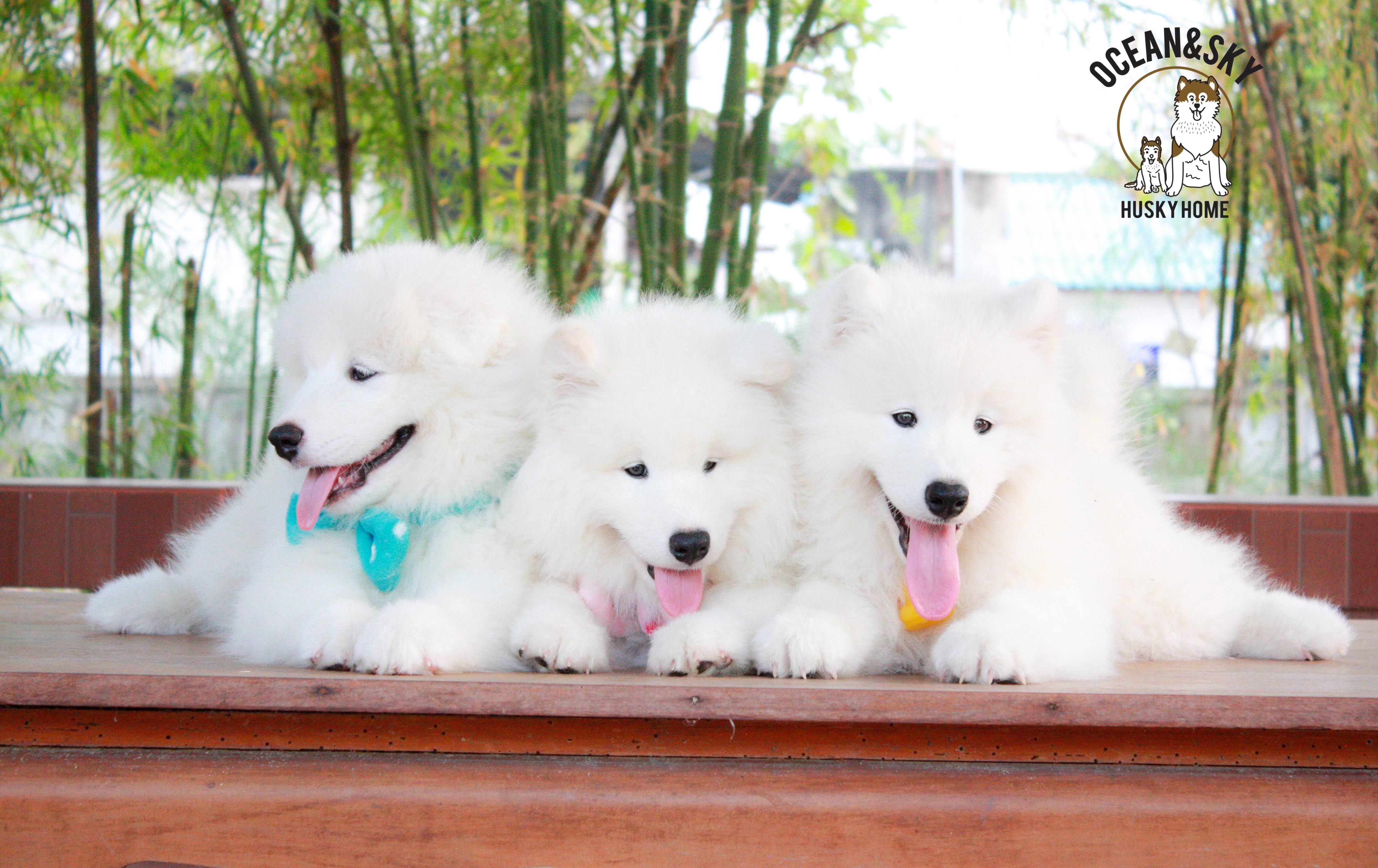 Samoyed , ซามอยด์ , ขายซามอยด์ , ขายSamoyed , ขายลูกสุนัขซามอยด์ ,ขายลูกสุนัขSamoyed