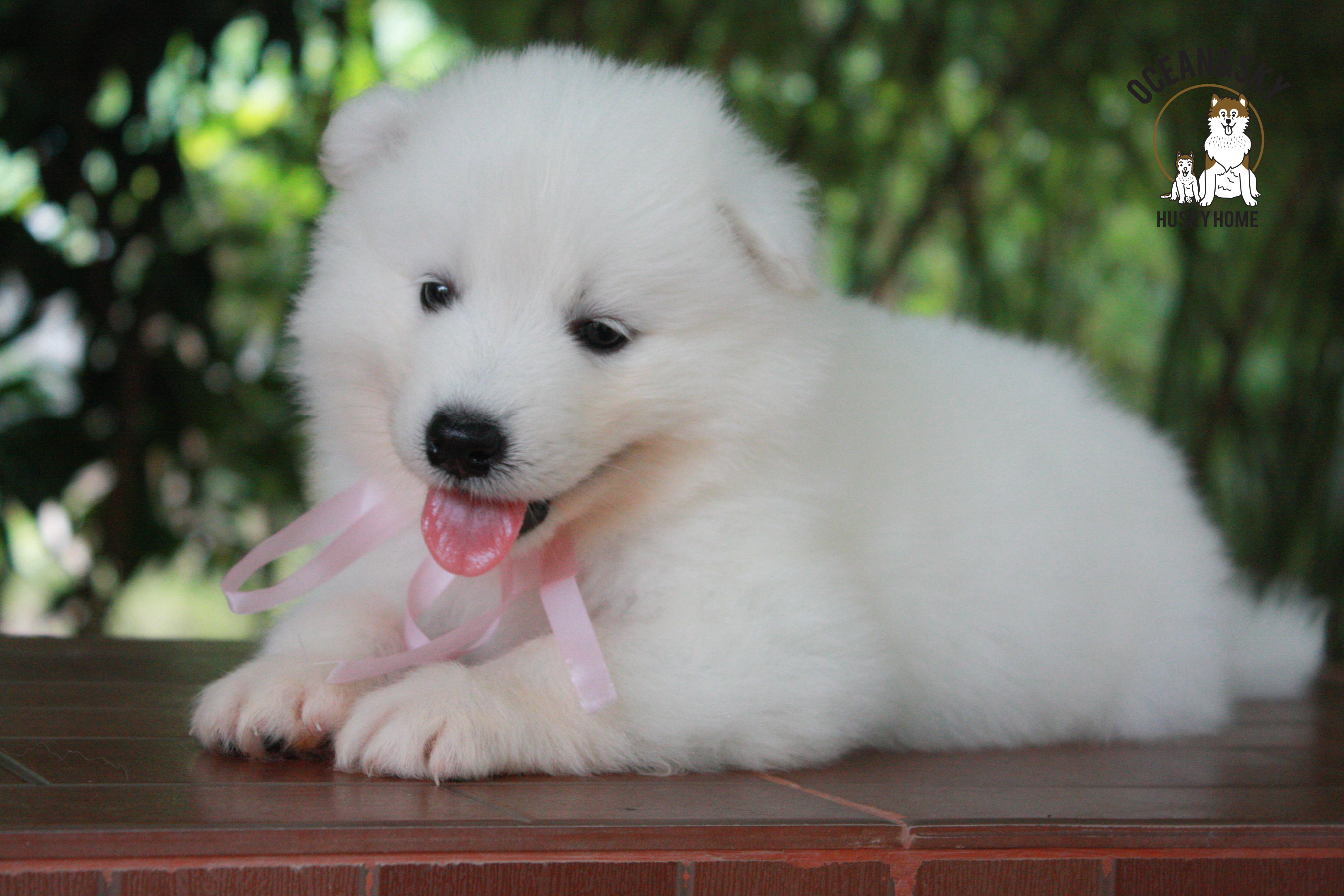 ซามอยด์ , samoyed , female
