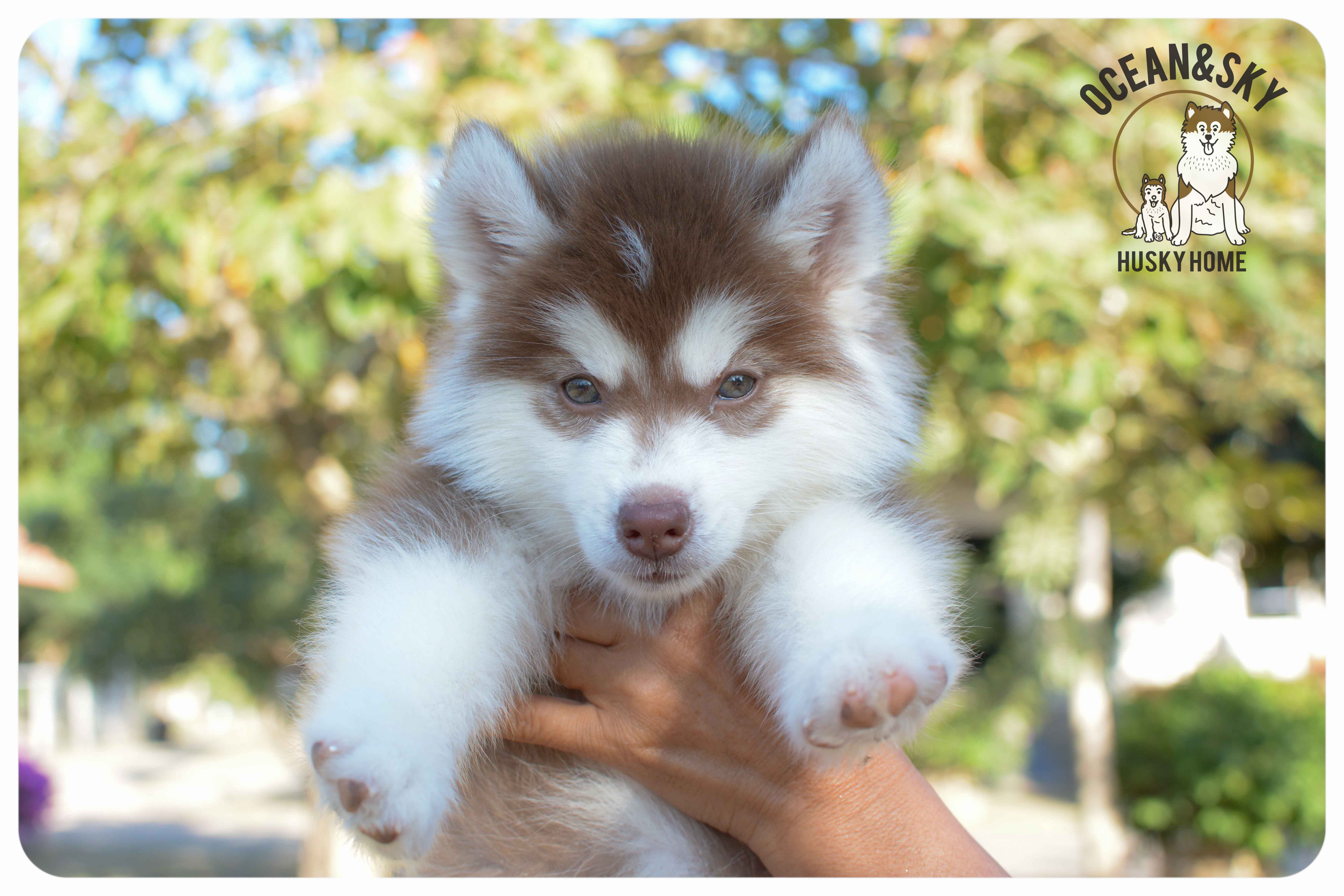 เปิดจองน้องๆไซบีเรียนขนฟู สีน่ารัก ผู้3ตัว เมีย3ตัว มันนี่ + แฮรี่