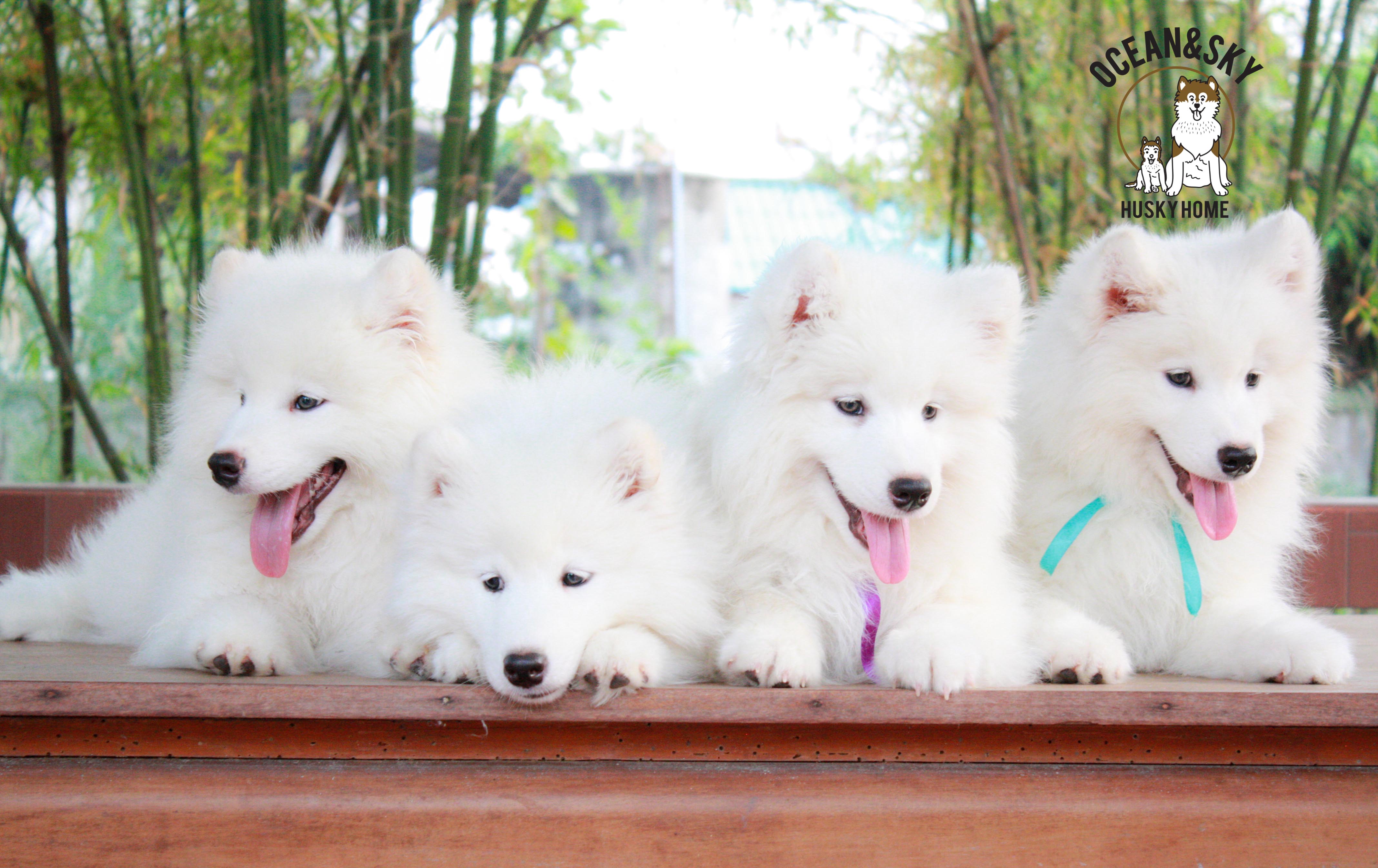 Samoyed , ซามอยด์ , ขายซามอยด์ , ขายSamoyed , ขายลูกสุนัขซามอยด์ ,ขายลูกสุนัขSamoyed