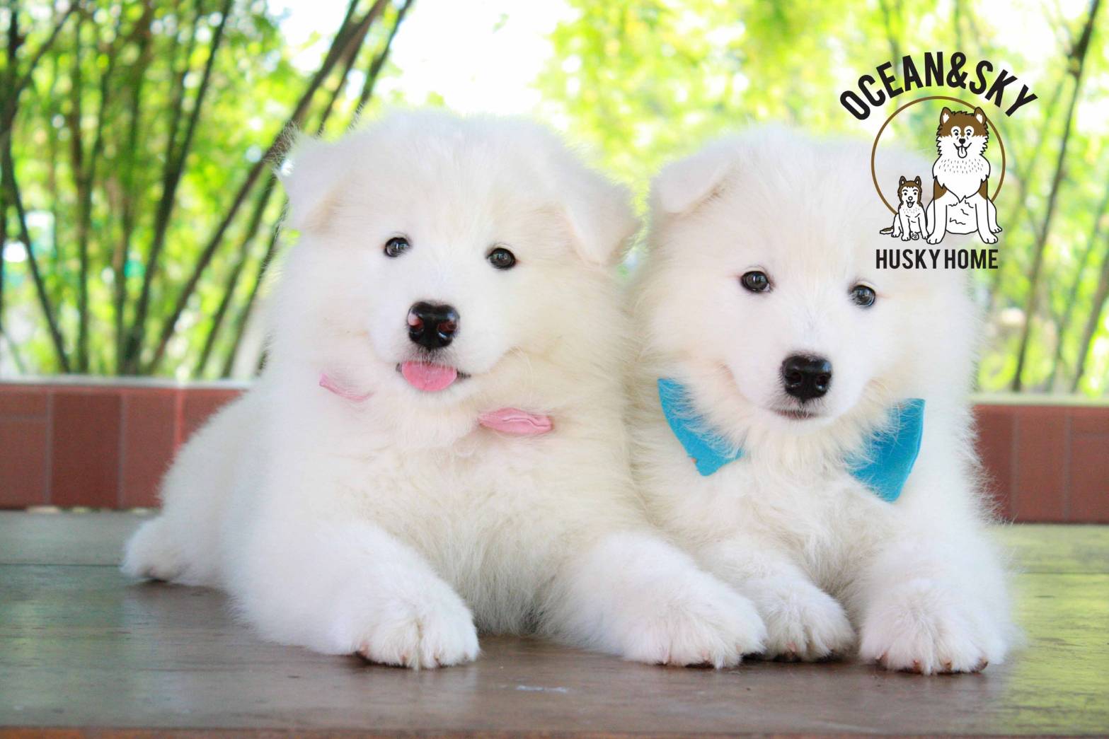 ซามอยด์ (Samoyed) ซามอยด์