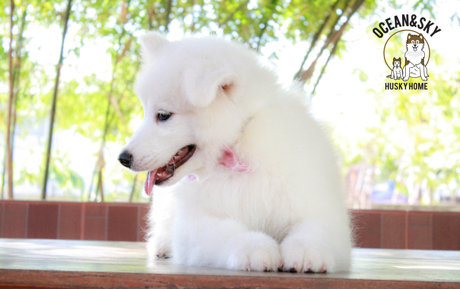 ซามอยด์ (Samoyed) ซามอยด์