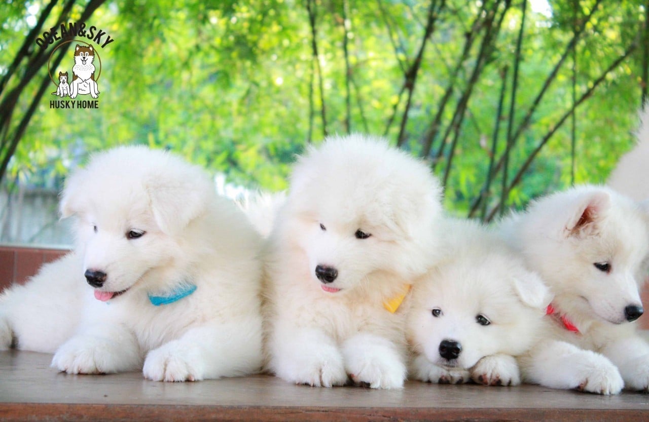 ซามอยด์ (Samoyed) ซามอยด์