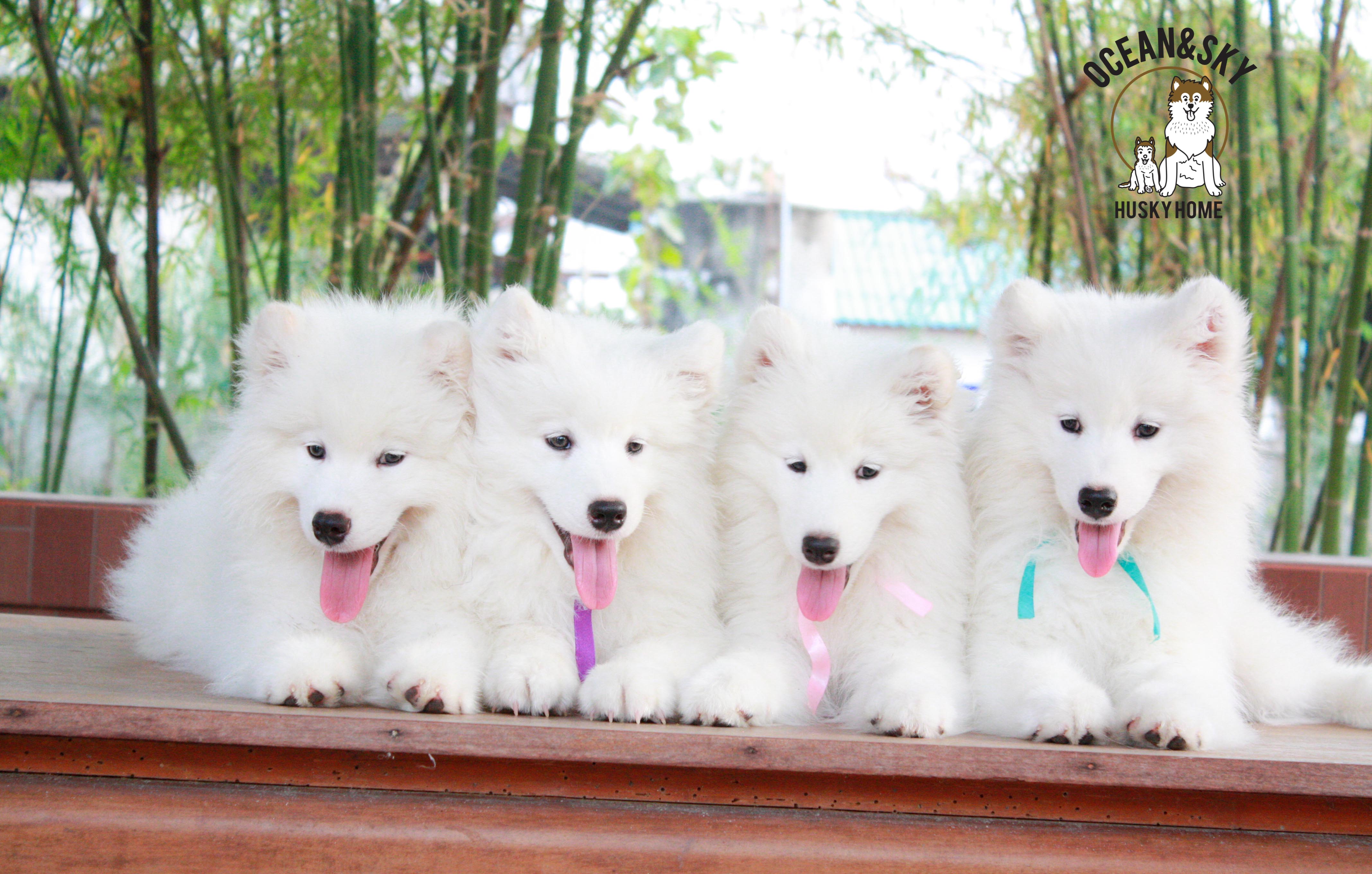 Samoyed , ซามอยด์ , ขายซามอยด์ , ขายSamoyed , ขายลูกสุนัขซามอยด์ ,ขายลูกสุนัขSamoyed
