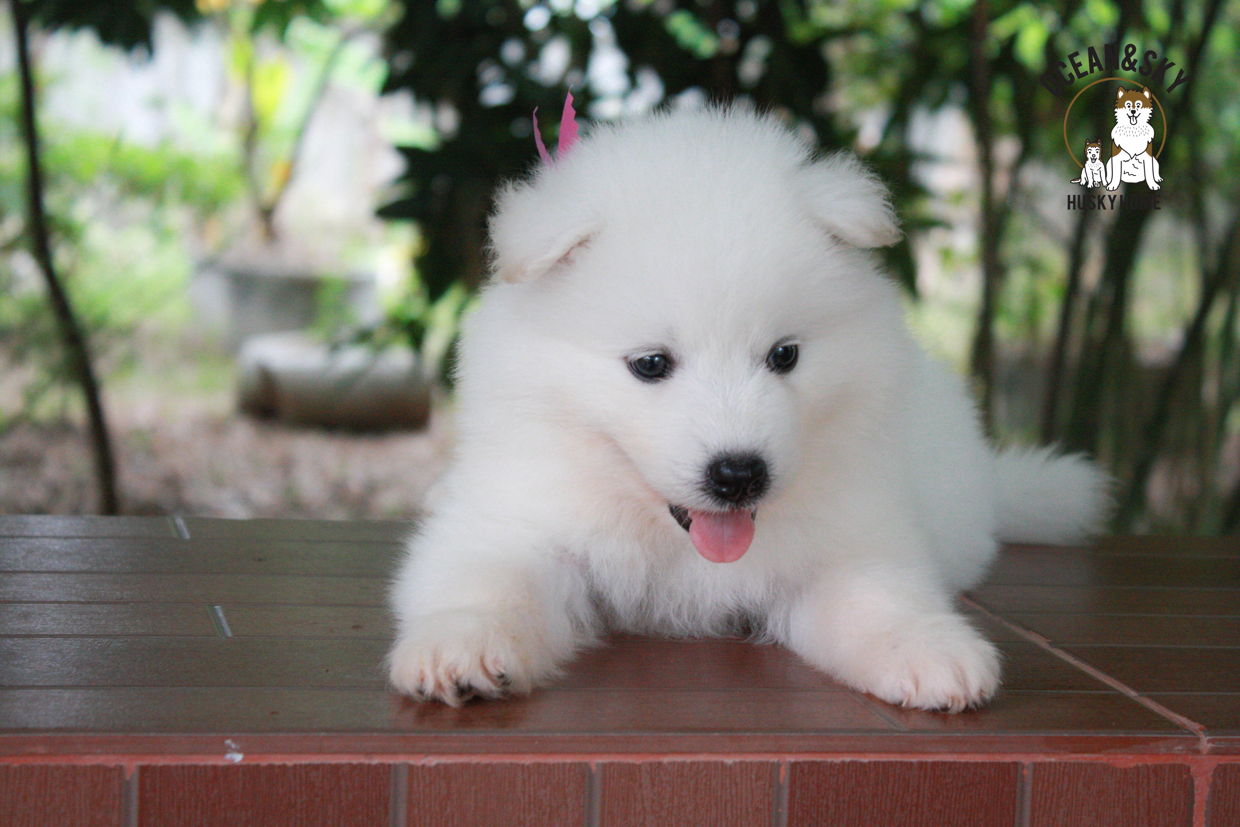 ซามอยด์ , samoyed , female