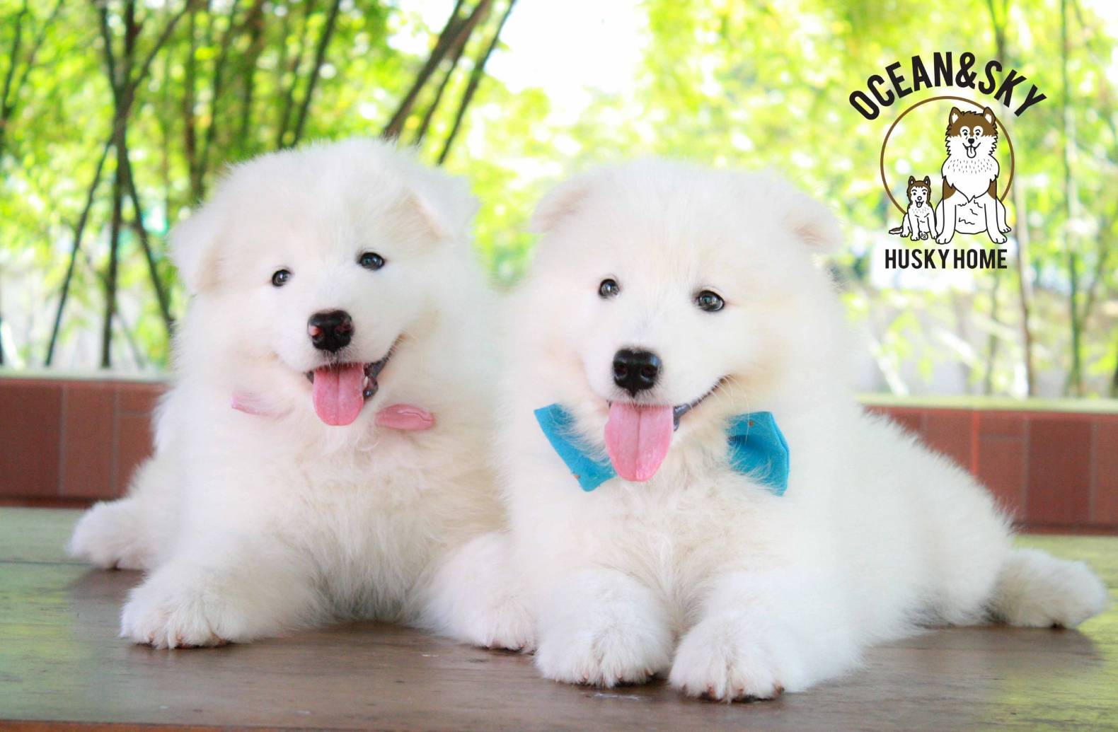 ซามอยด์ (Samoyed) ซามอยด์