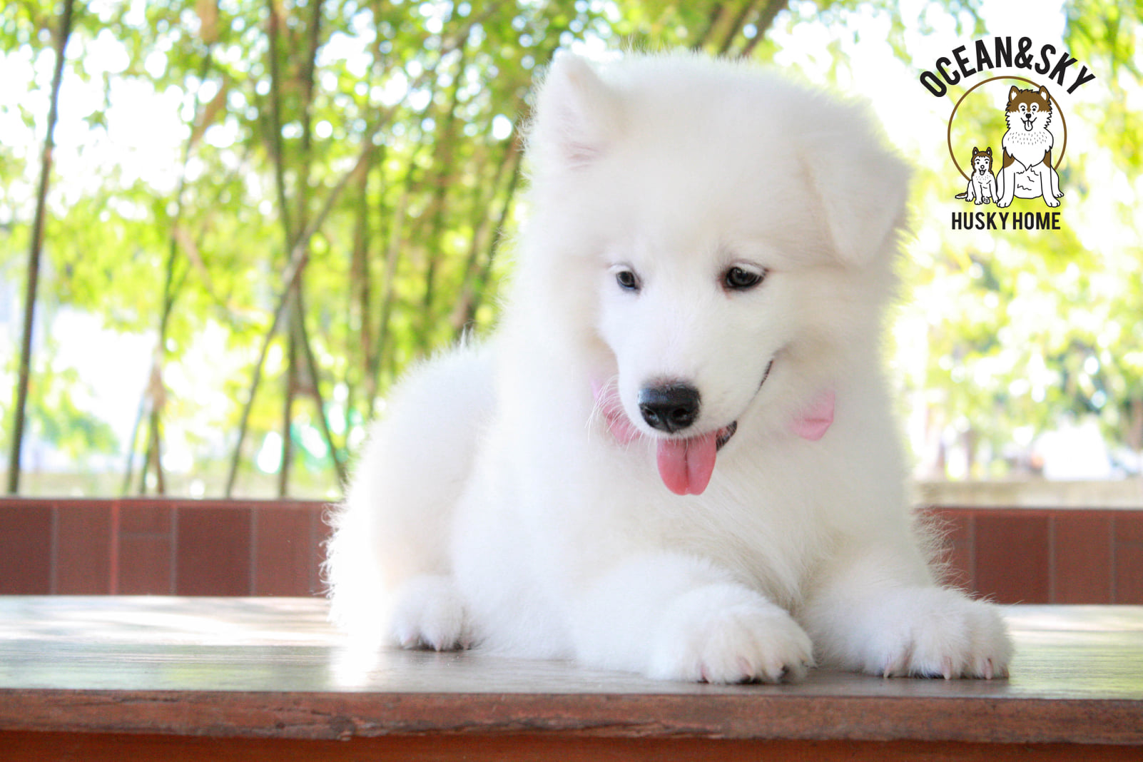 ซามอยด์ (Samoyed) ซามอยด์