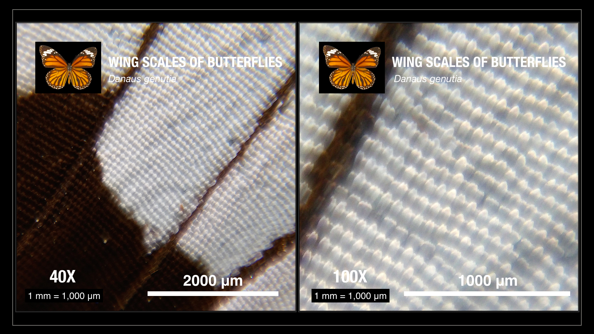 CUsmartlens Complete Set (เลนส์ขยาย เปลี่ยนมือถือเป็นกล้องจุลทรรศน์)
