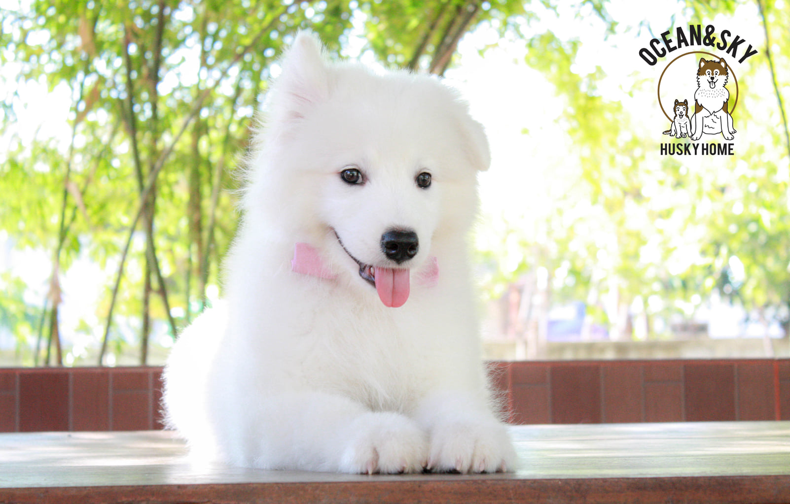 ซามอยด์ (Samoyed) ซามอยด์