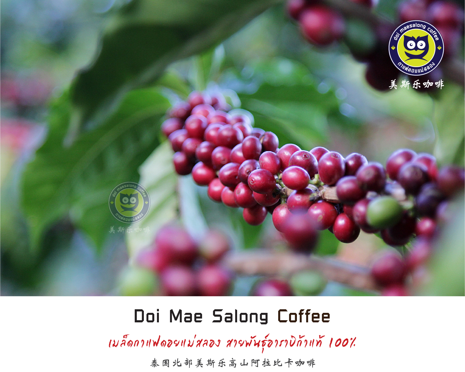 เมล็ดกาแฟคั่ว 4 ระดับ 500g เมล็ดกาแฟอาราบิก้า