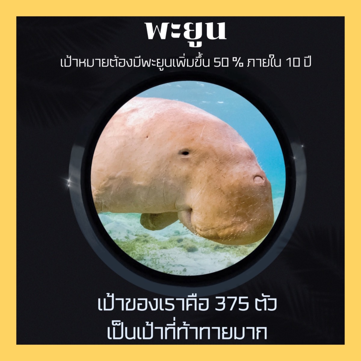 ชุดสัตว์ทะเลไทย