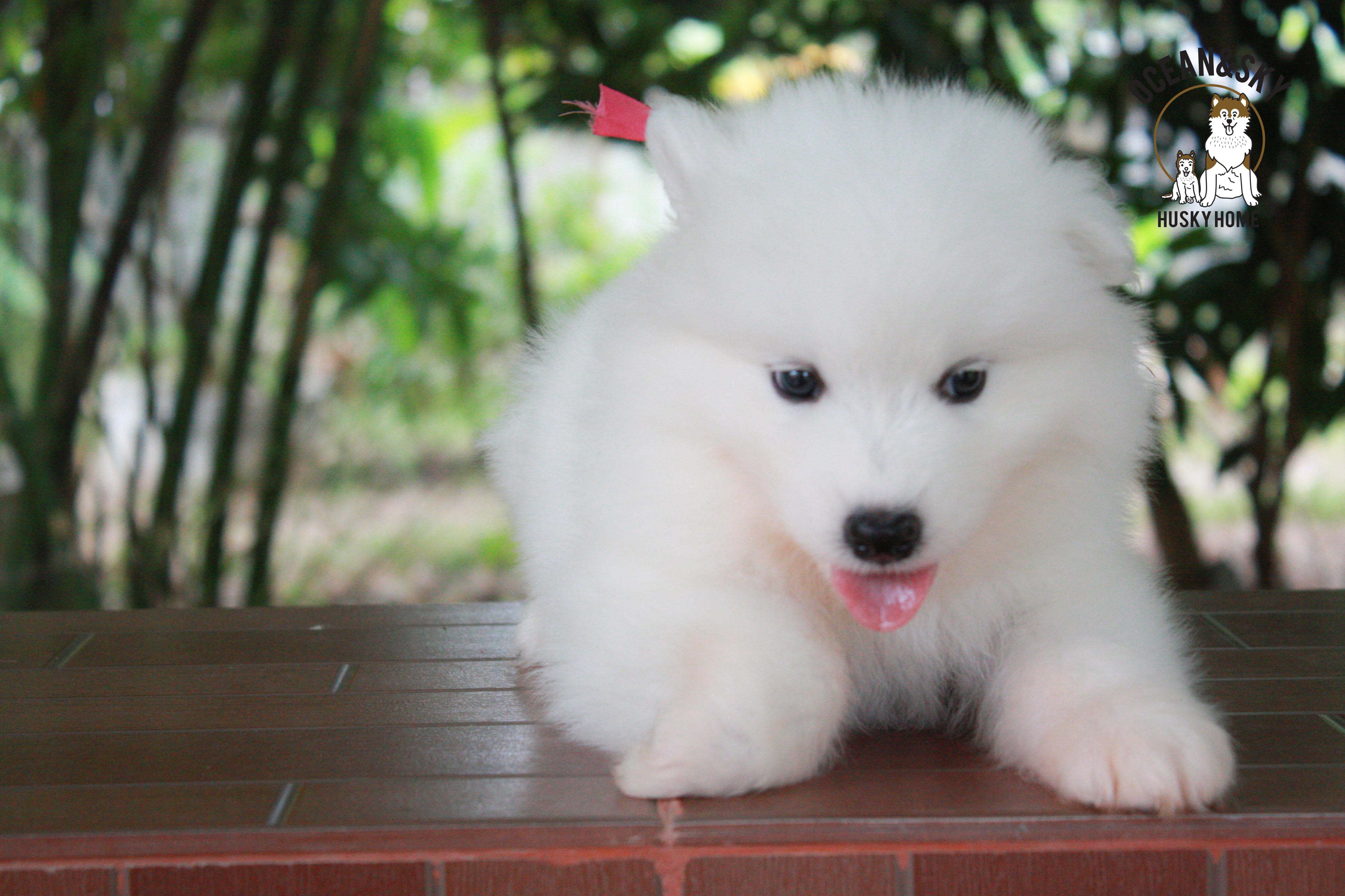 ซามอยด์ , samoyed , female