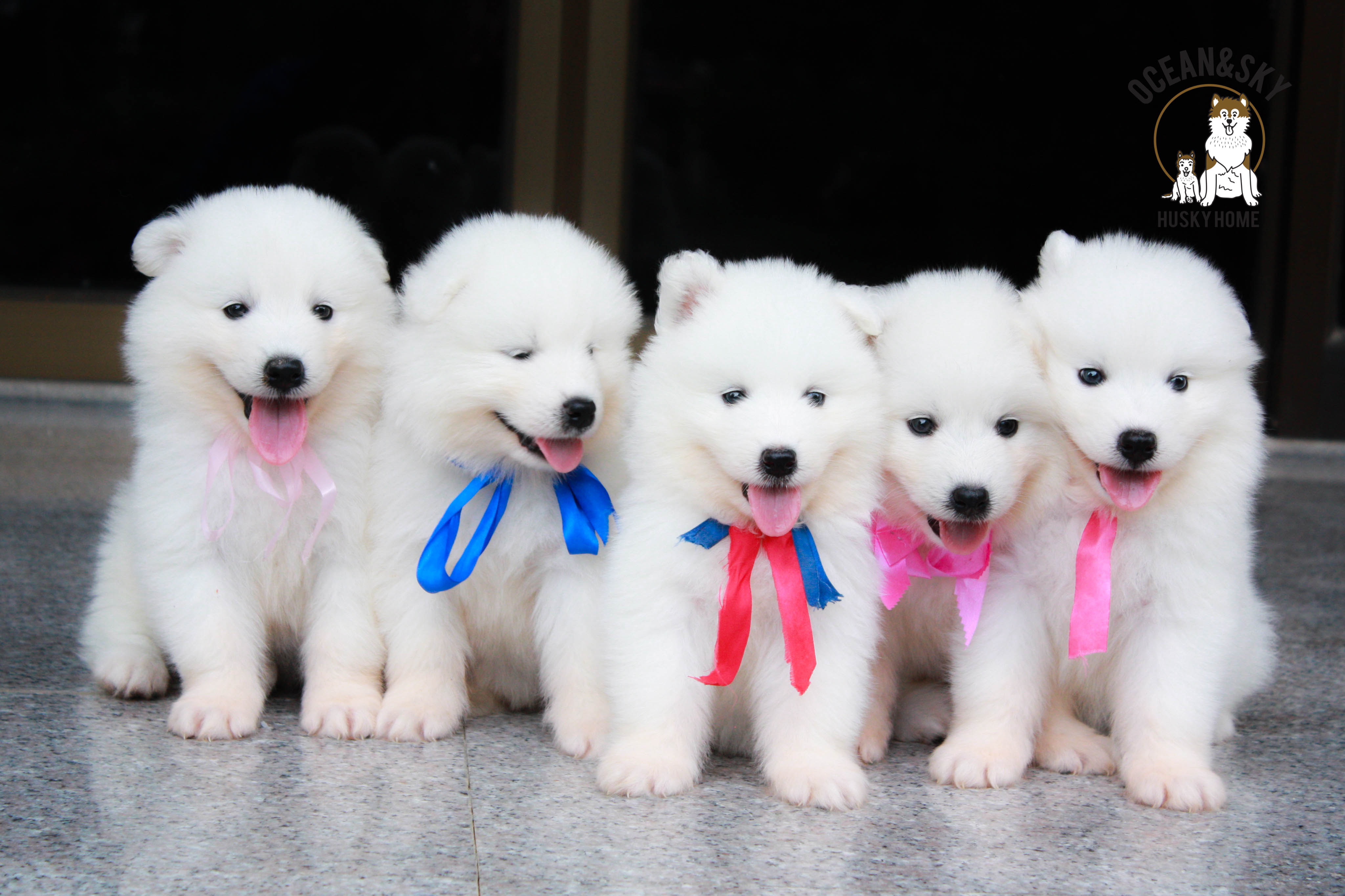 น้อง ซามอยด์ (Samoyed) อายุ 45 วันเปิดจองแล้วคาฟฟฟฟฟ 23/12/2561