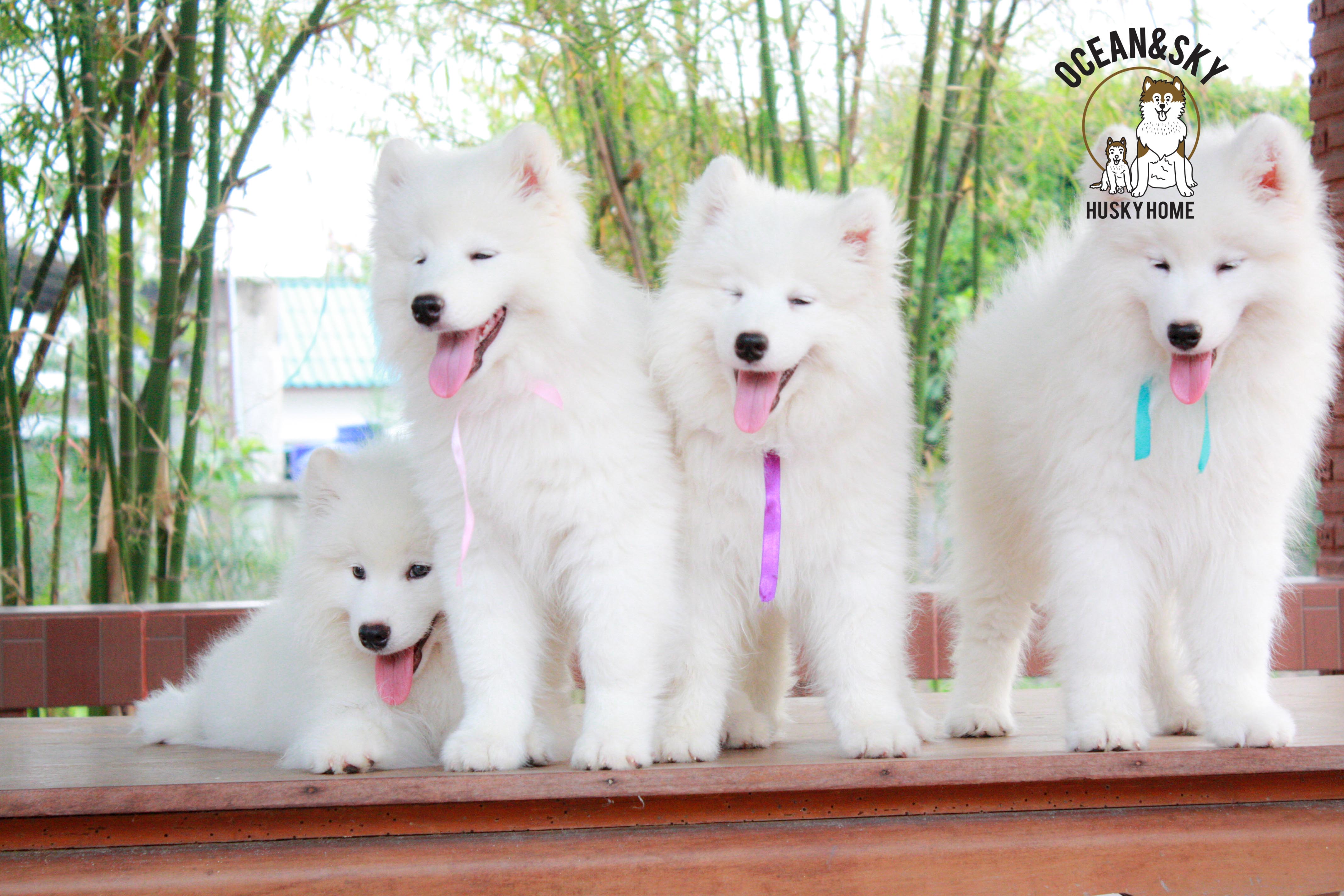 Samoyed , ซามอยด์ , ขายซามอยด์ , ขายSamoyed , ขายลูกสุนัขซามอยด์ ,ขายลูกสุนัขSamoyed