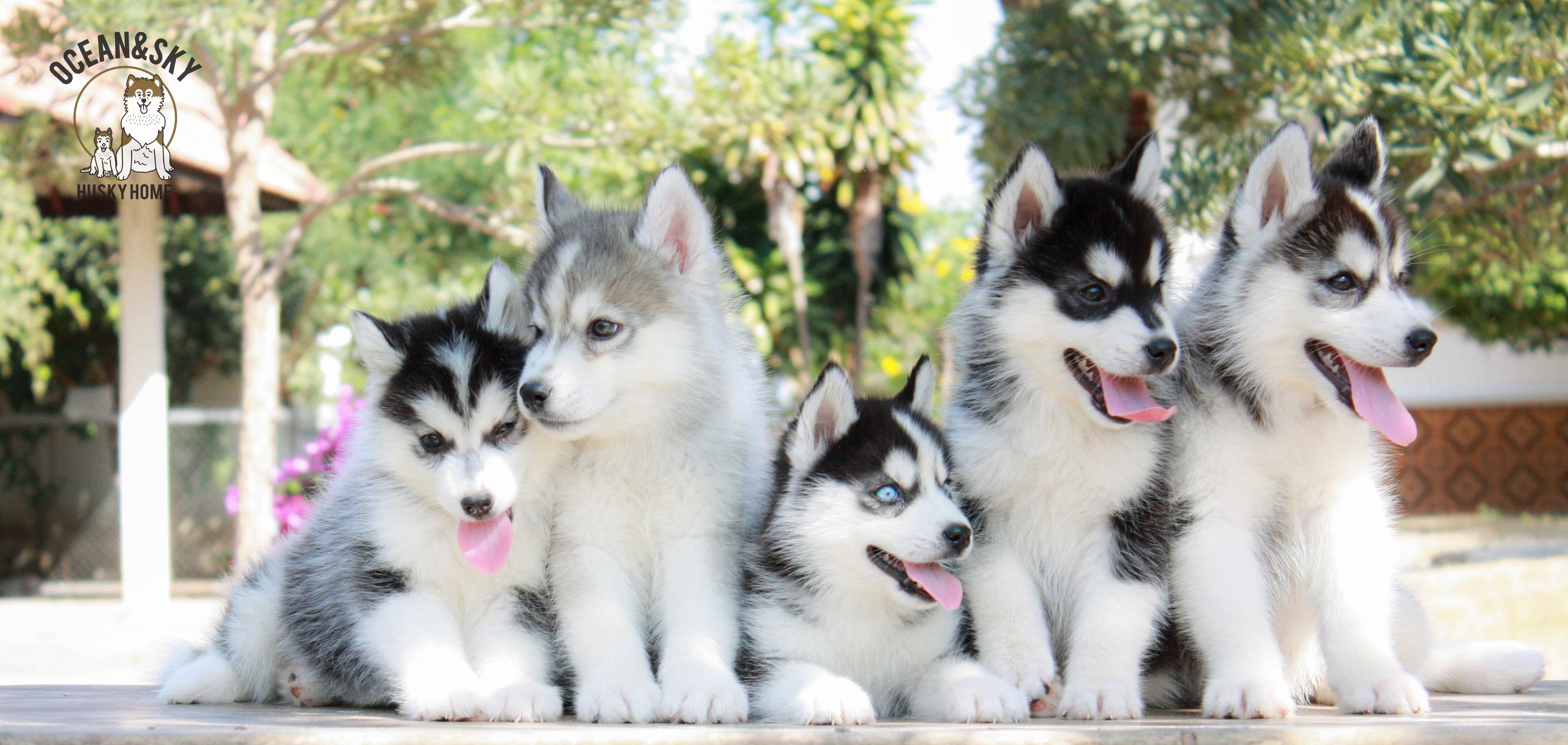 ขายสุนัขพันธุ์ ไซบีเรียน ฮัสกี้ ฟาร์มไซบีเรียน บลูโต้+เนปจูน