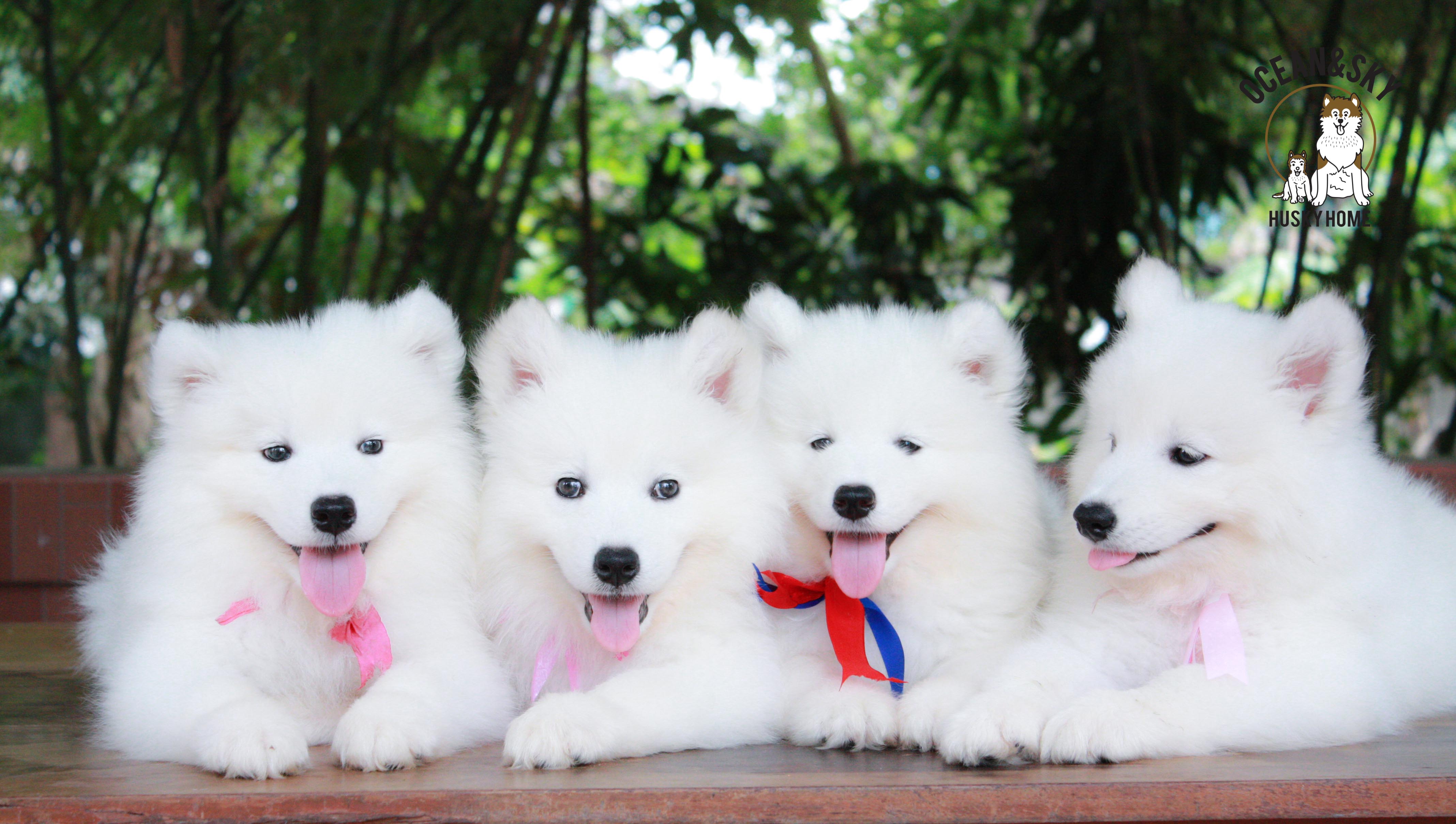 ลูกสุนัข ซามอยด์ Samoyed