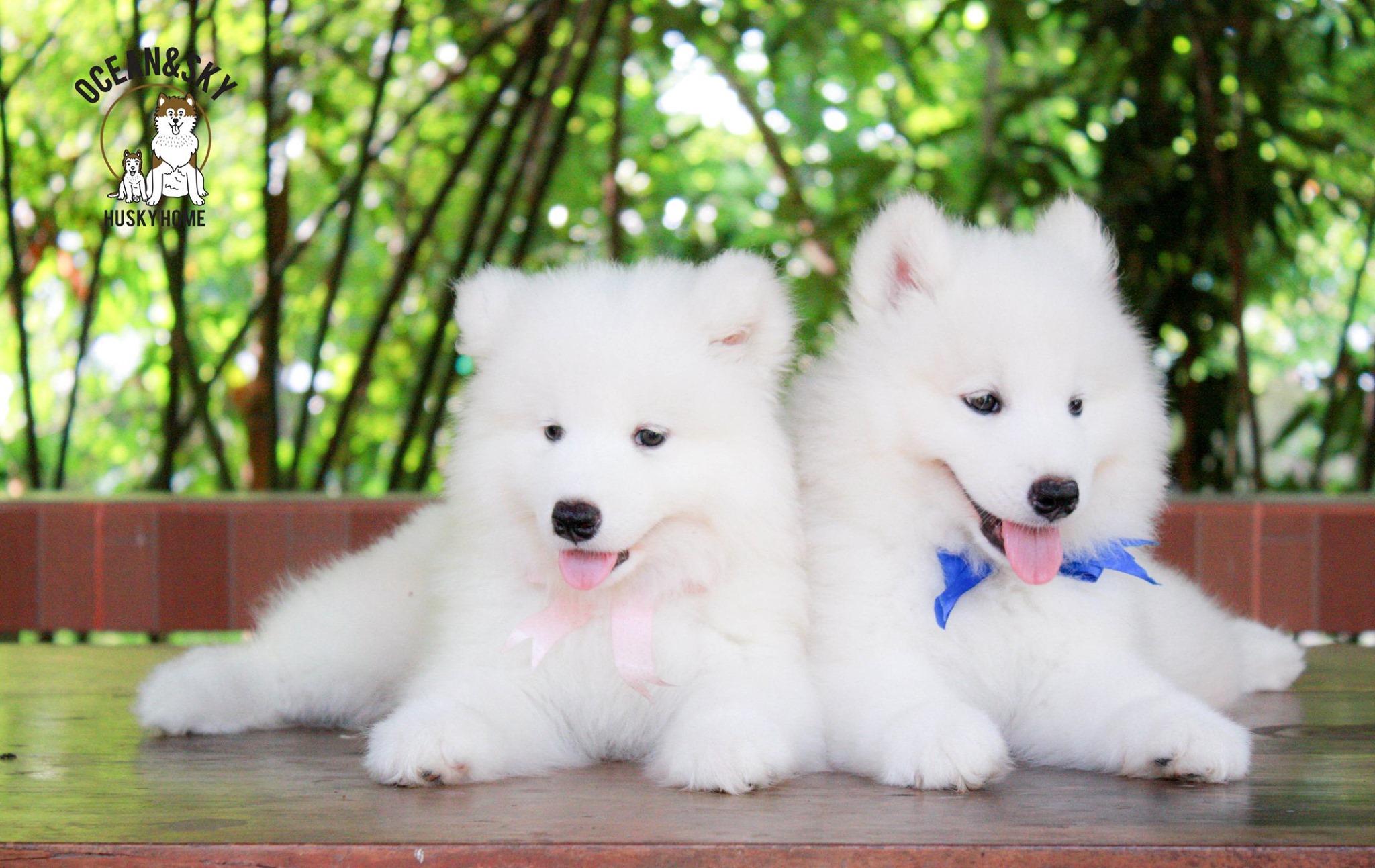 ซามอยด์ (Samoyed) ซามอยด์