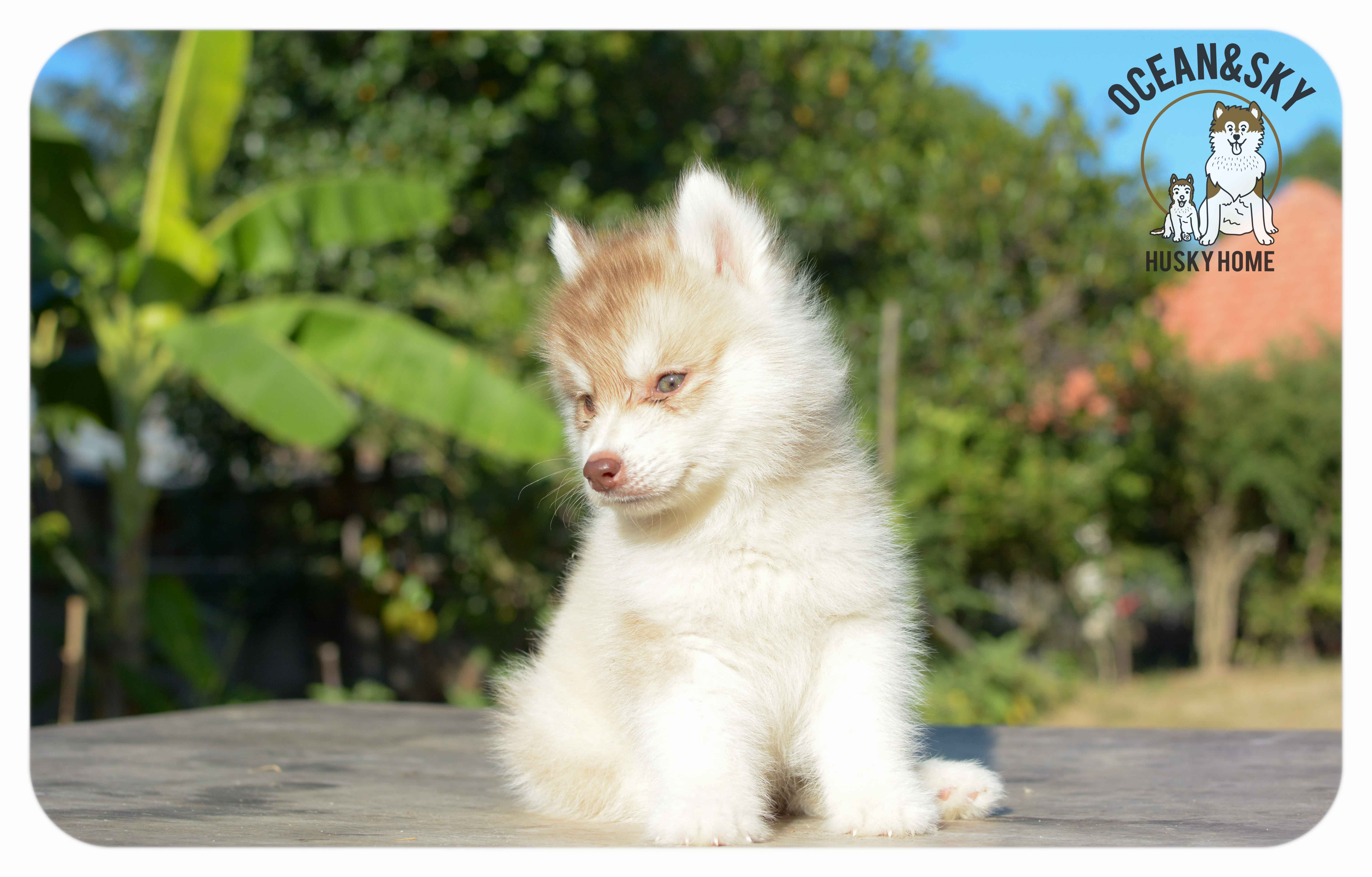 เปิดจองน้องๆไซบีเรียนขนฟู สีน่ารัก ผู้3ตัว เมีย3ตัว มันนี่ + แฮรี่